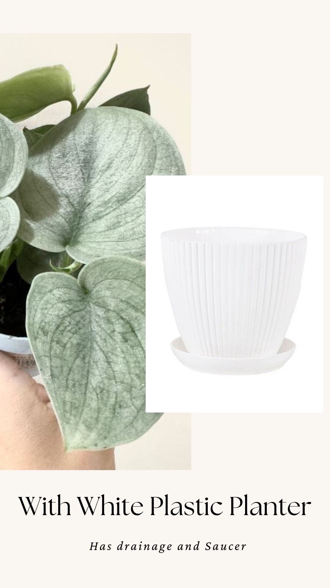 Scindapsus Sooo Silver(TM) Cultivated RARE Plant - 3 inch Nursery Pot