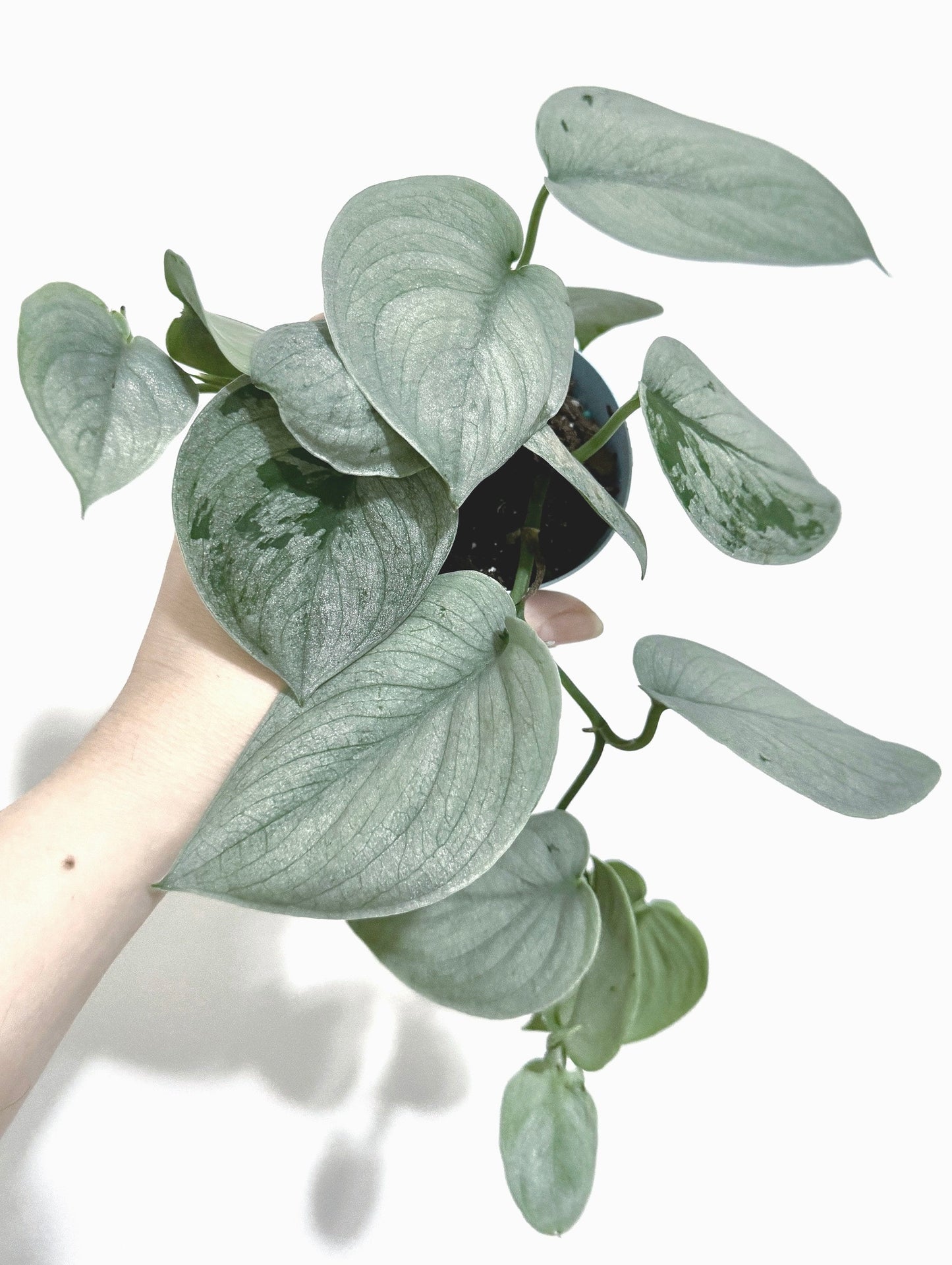 Scindapsus Sooo Silver(TM) Cultivated RARE Plant - 3 inch Nursery Pot