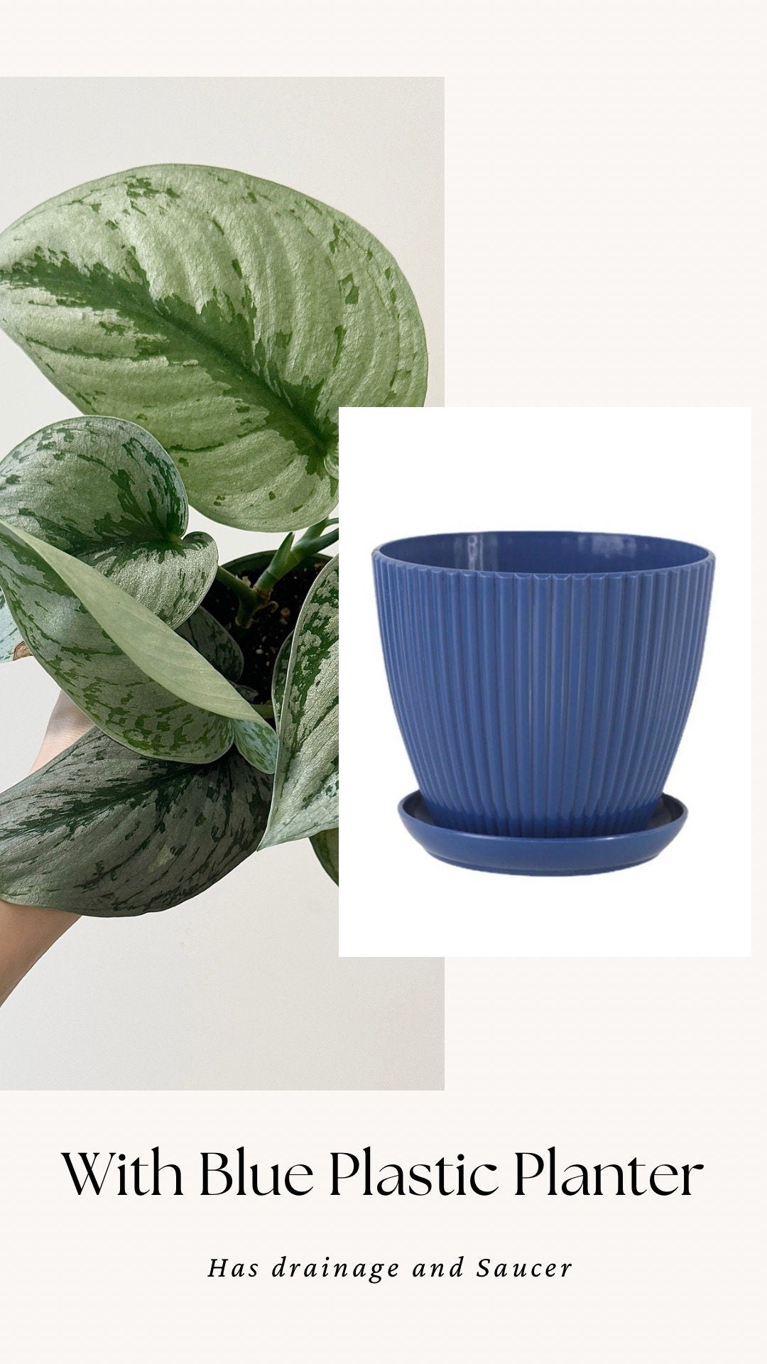 Scindapsus Silver Satin Plant - 4 inch Nursery Pot - Live Plant