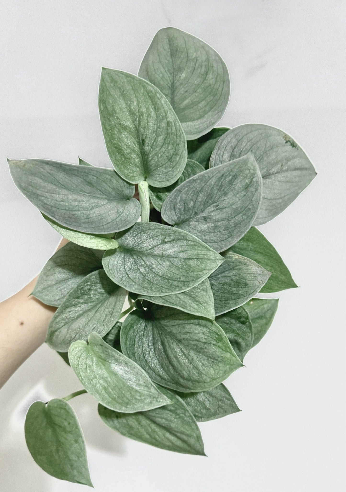 Scindapsus Sooo Silver(TM) Cultivated RARE Plant - 3 inch Nursery Pot