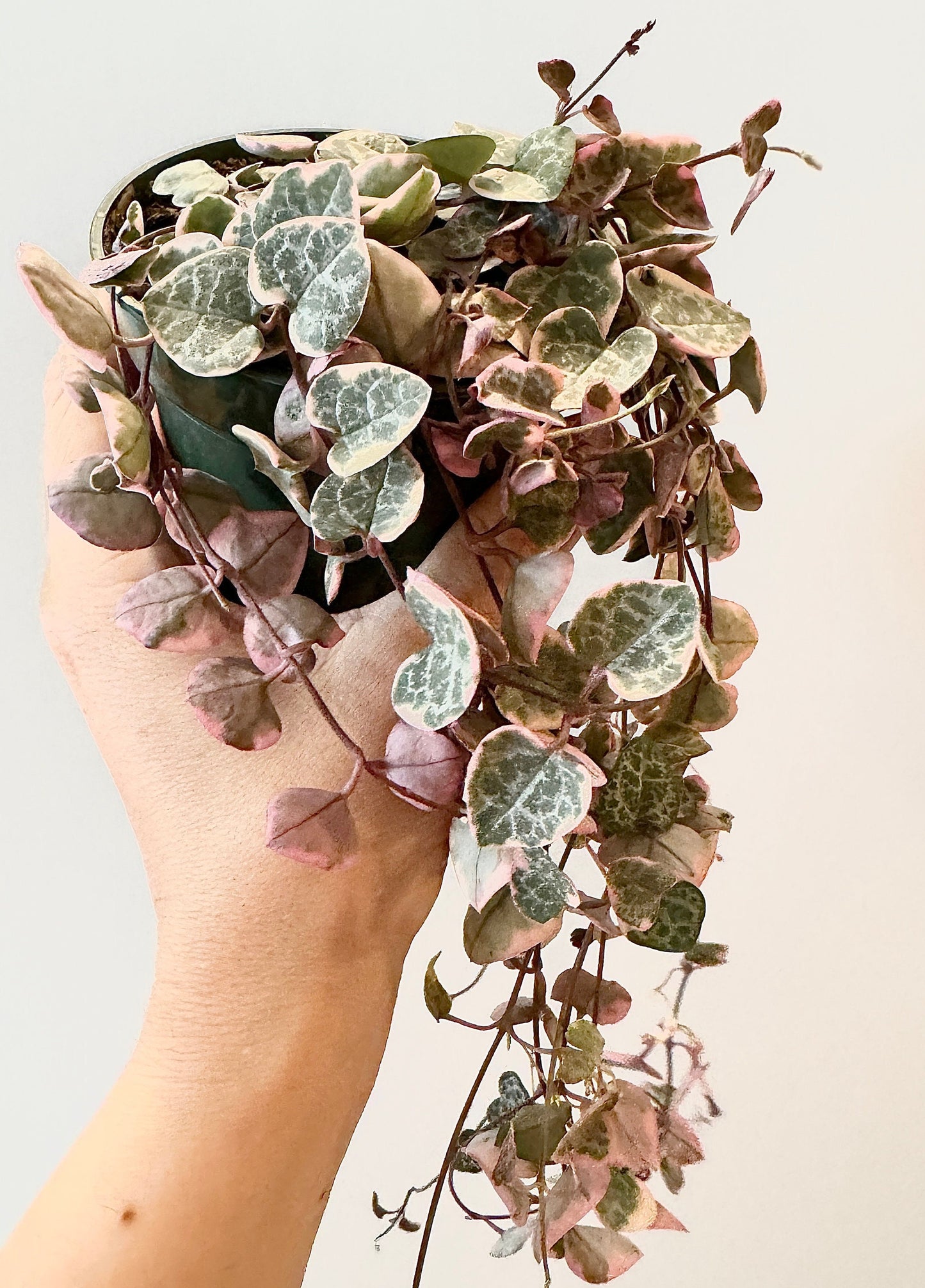 Variegated String of Hearts Plant - 3.5β Pot