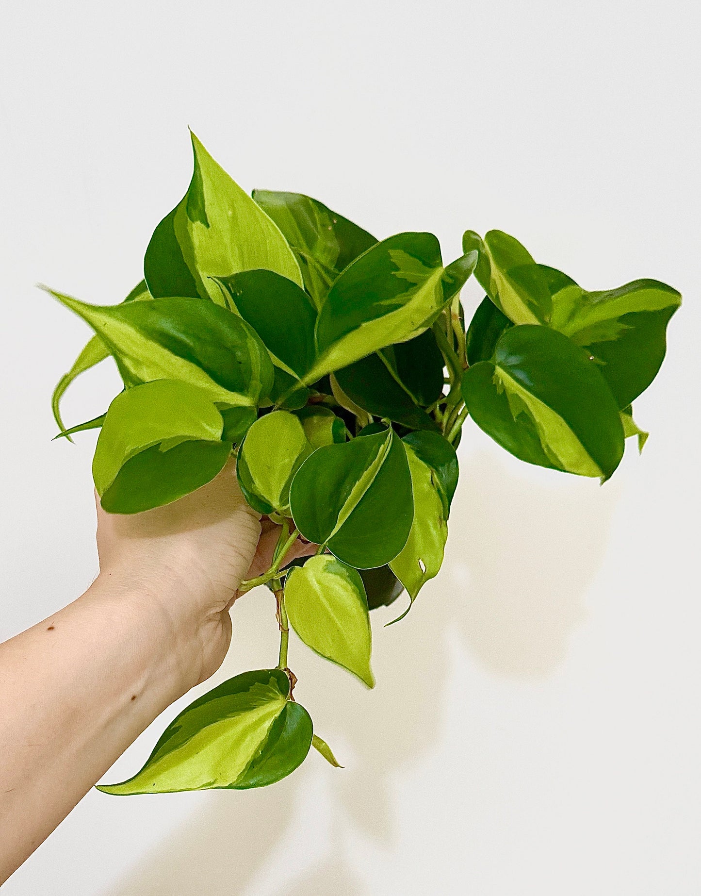 Philodendron Brasil Plant 4 inch Pot - Live Plant - optional decorative pot