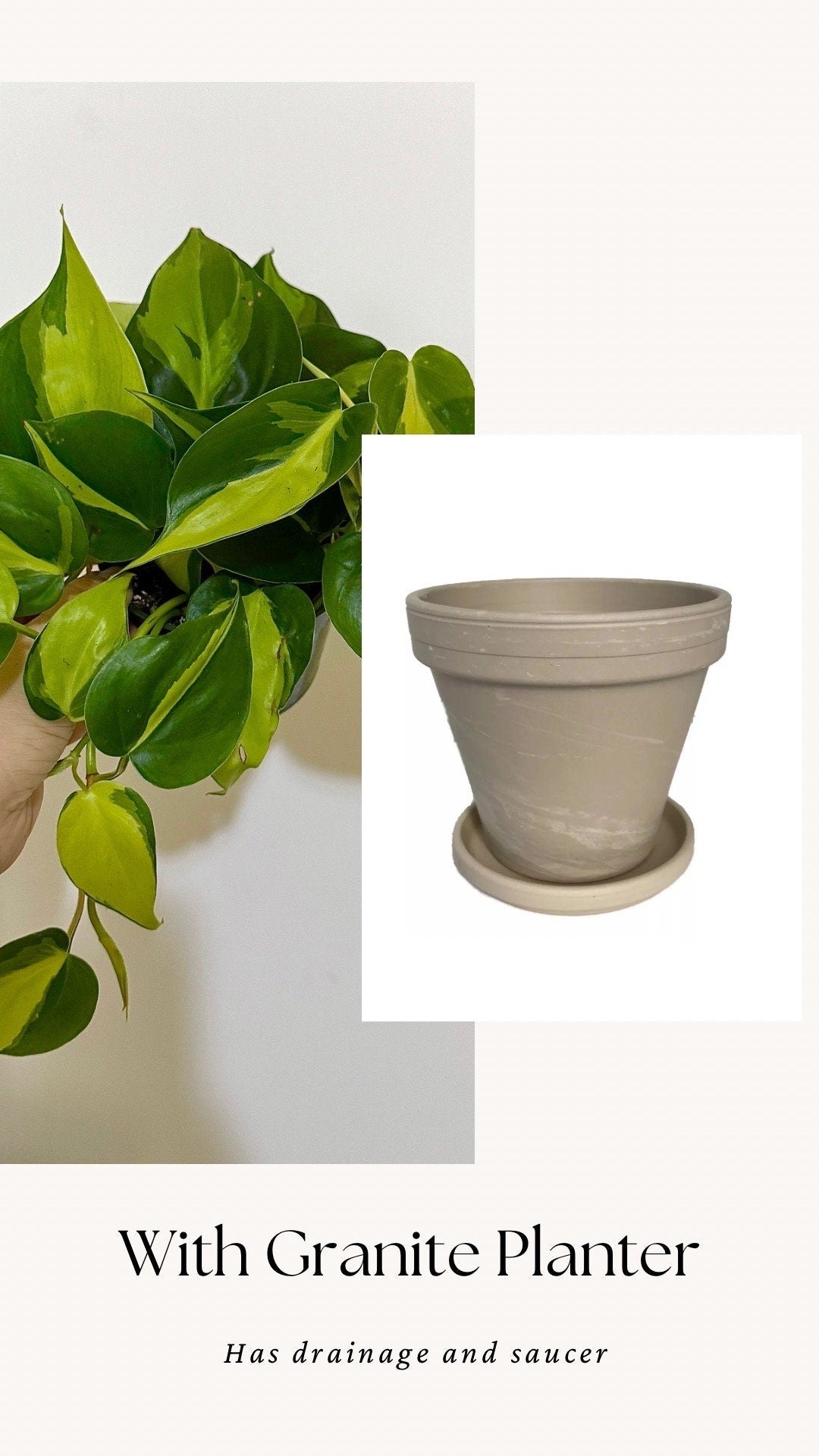 Philodendron Brasil Plant 4 inch Pot - Live Plant - optional decorative pot
