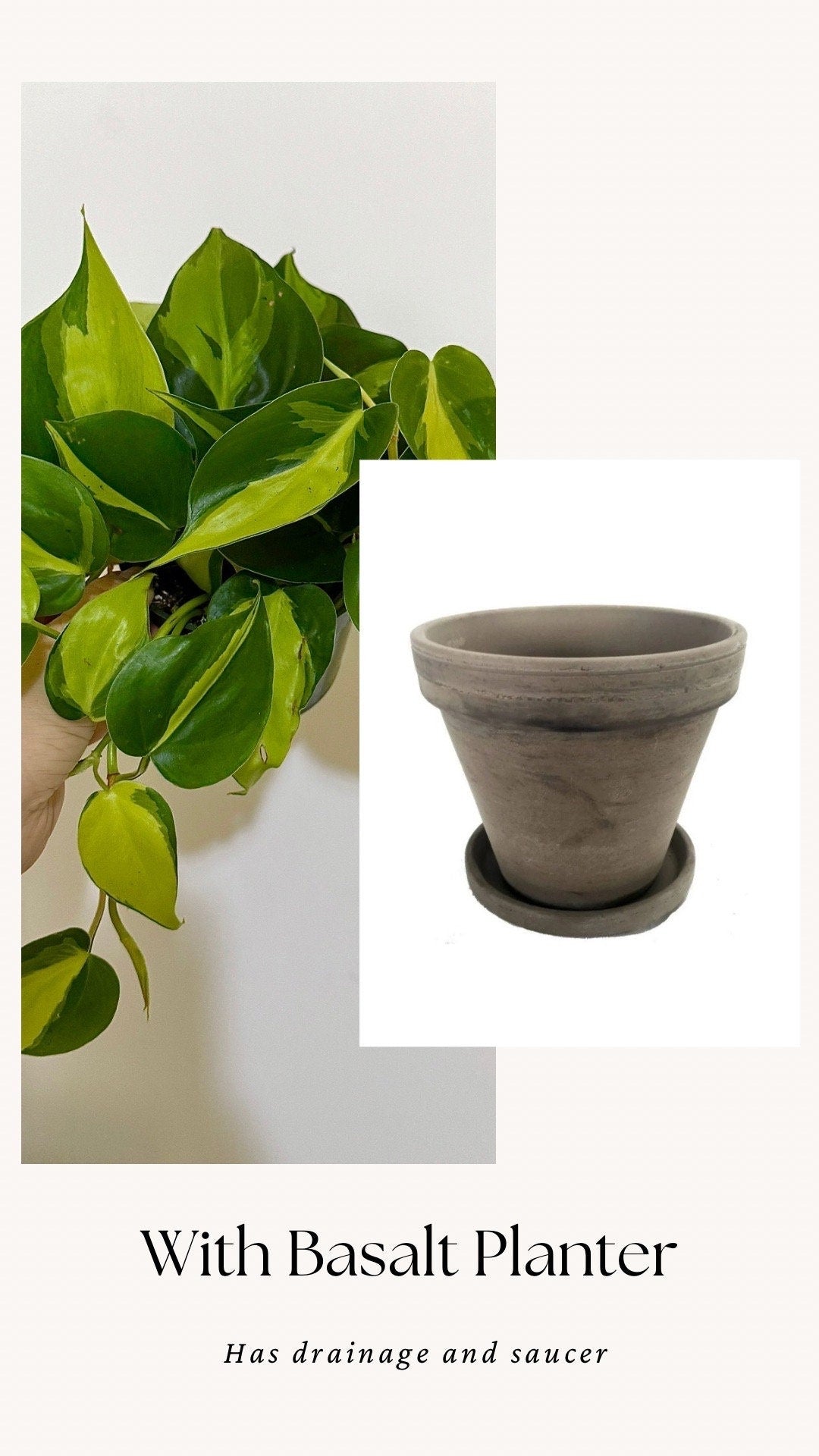 Philodendron Brasil Plant 4 inch Pot - Live Plant - optional decorative pot