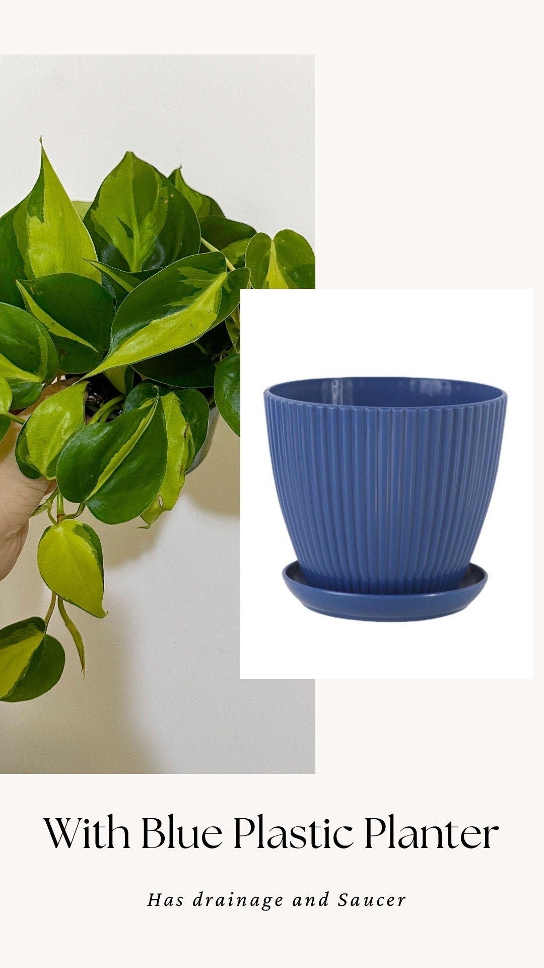 Philodendron Brasil Plant 4 inch Pot - Live Plant - optional decorative pot