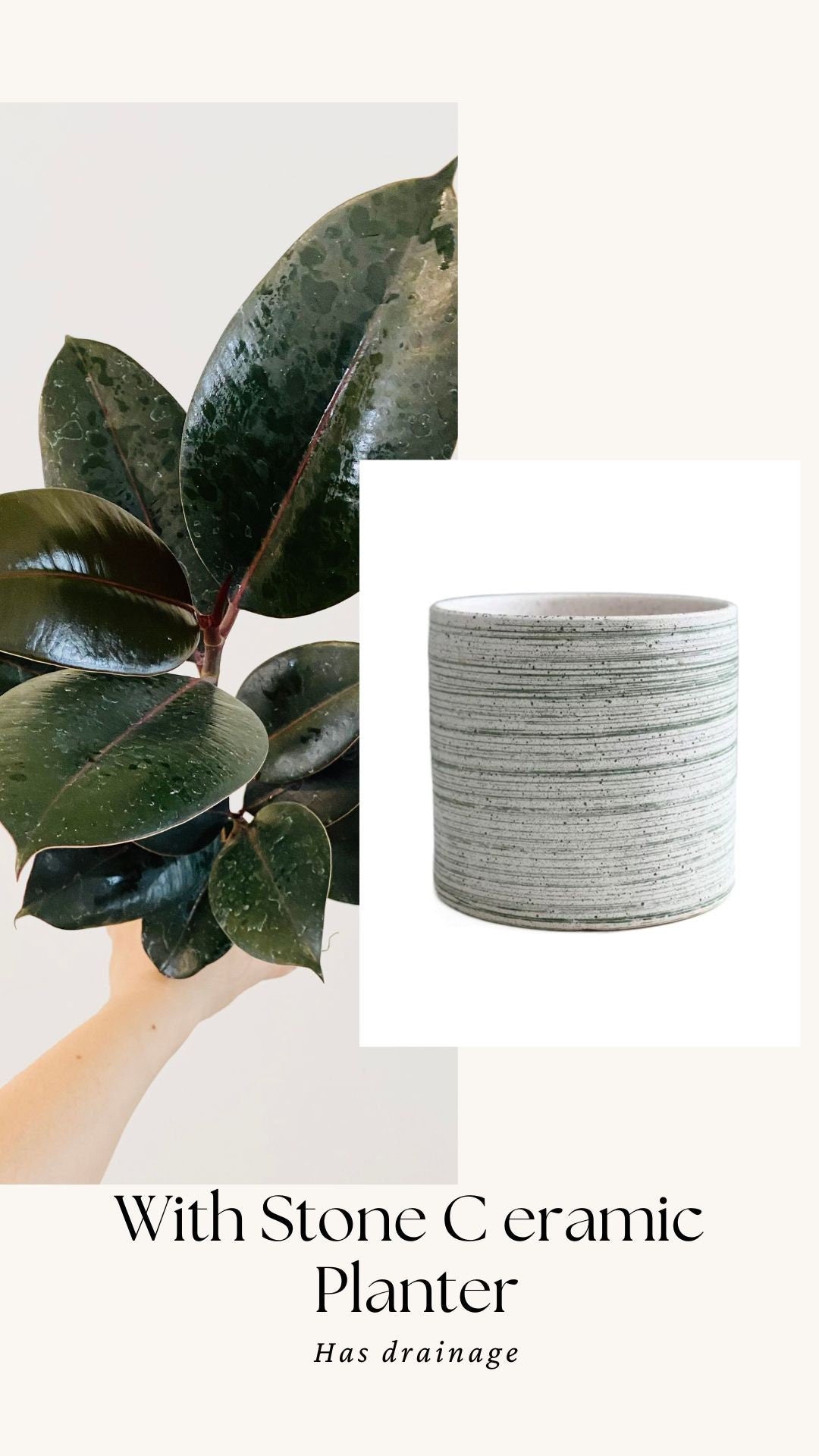 Ficus Elastica Burgundy Rubber Tree Plant - 4", 6”Nursery Pot - Live Plant - optional decorative pot