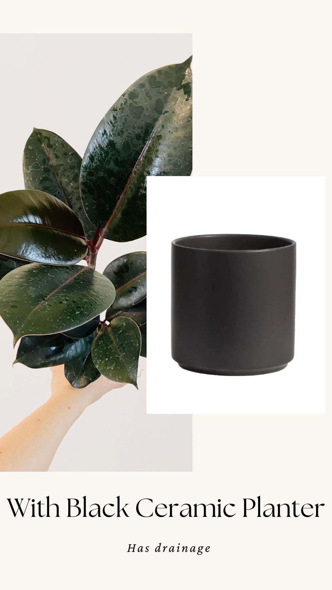 Ficus Elastica Burgundy Rubber Tree Plant - 4", 6”Nursery Pot - Live Plant - optional decorative pot