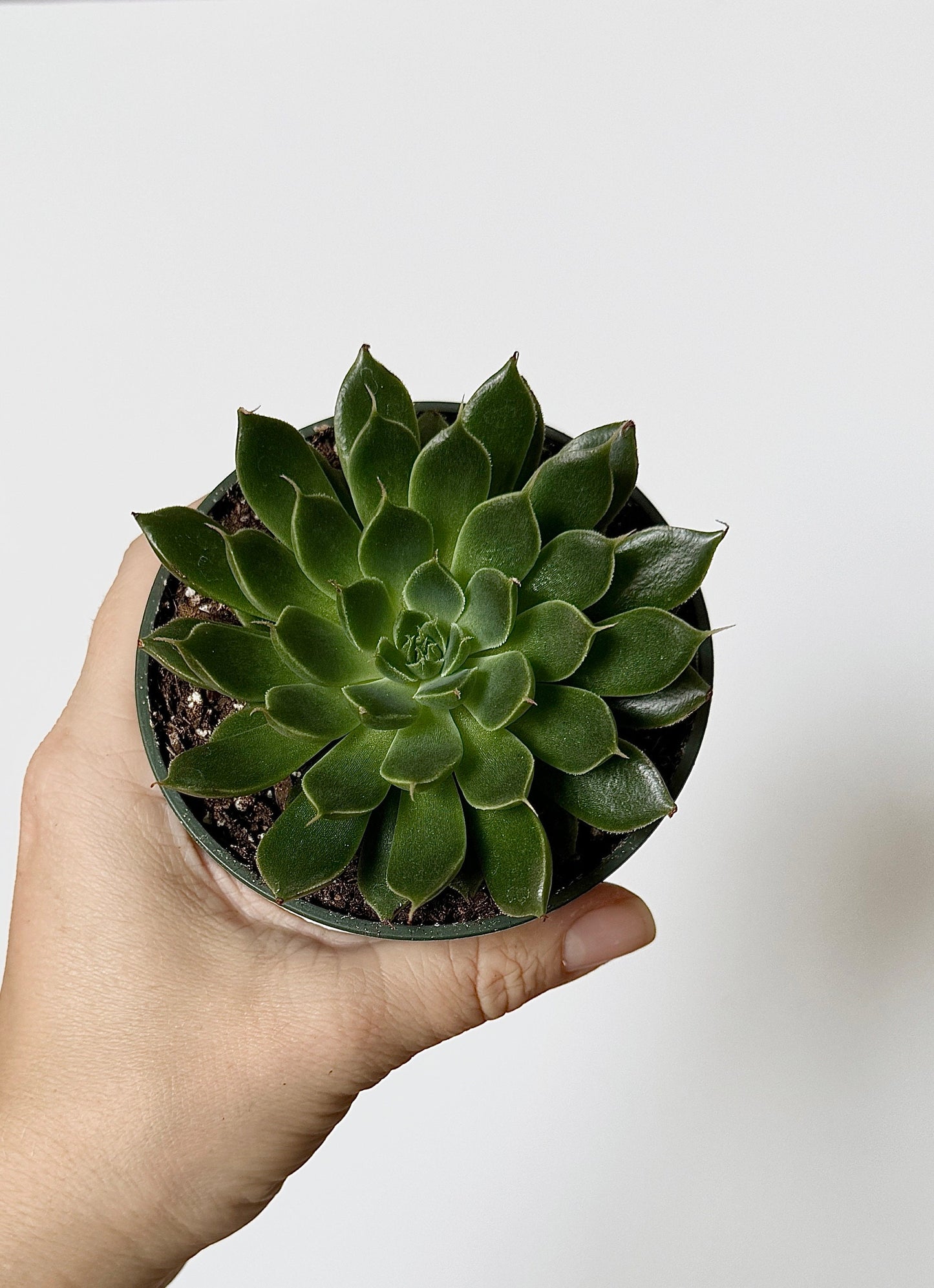 Escheveria Succulent Plant - 3.5β Pot- Lilacina |
