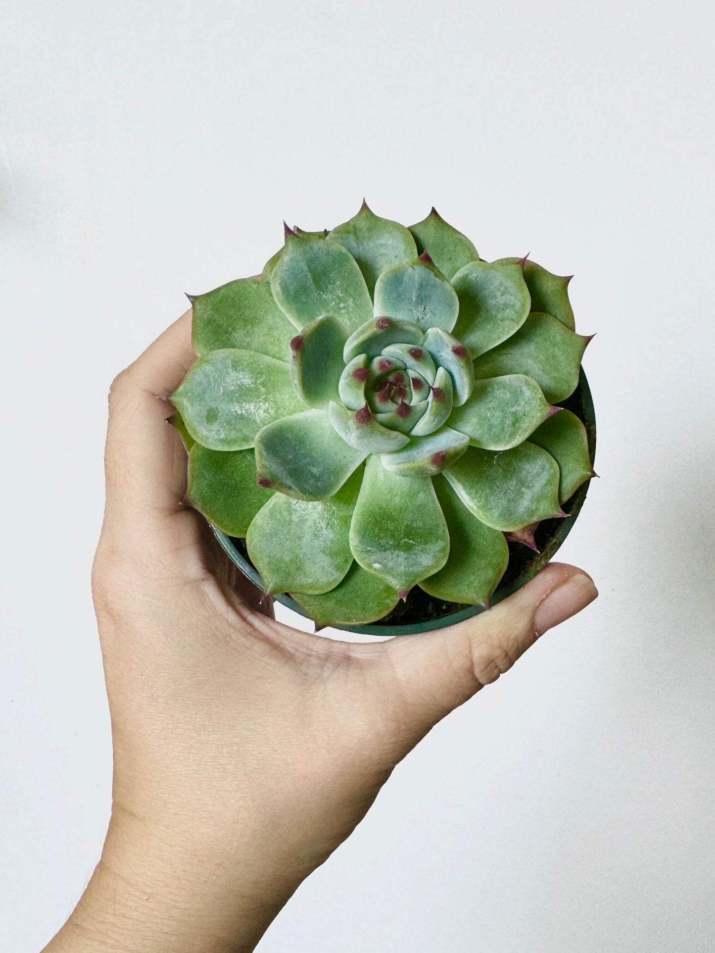 Escheveria Succulent Plant - 3.5β Pot- Lilacina |