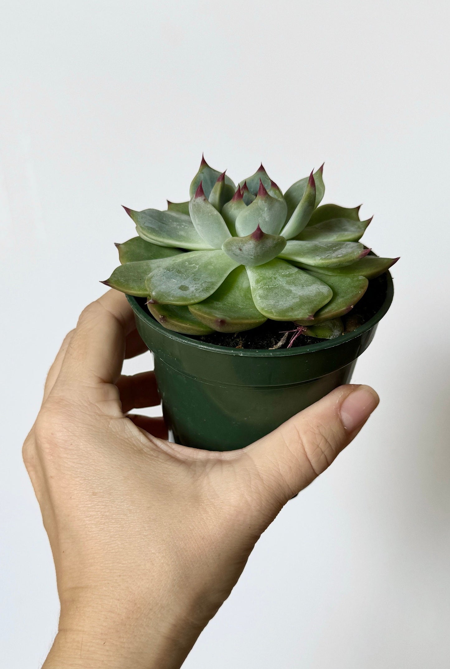 Escheveria Succulent Plant - 3.5β Pot- Lilacina |