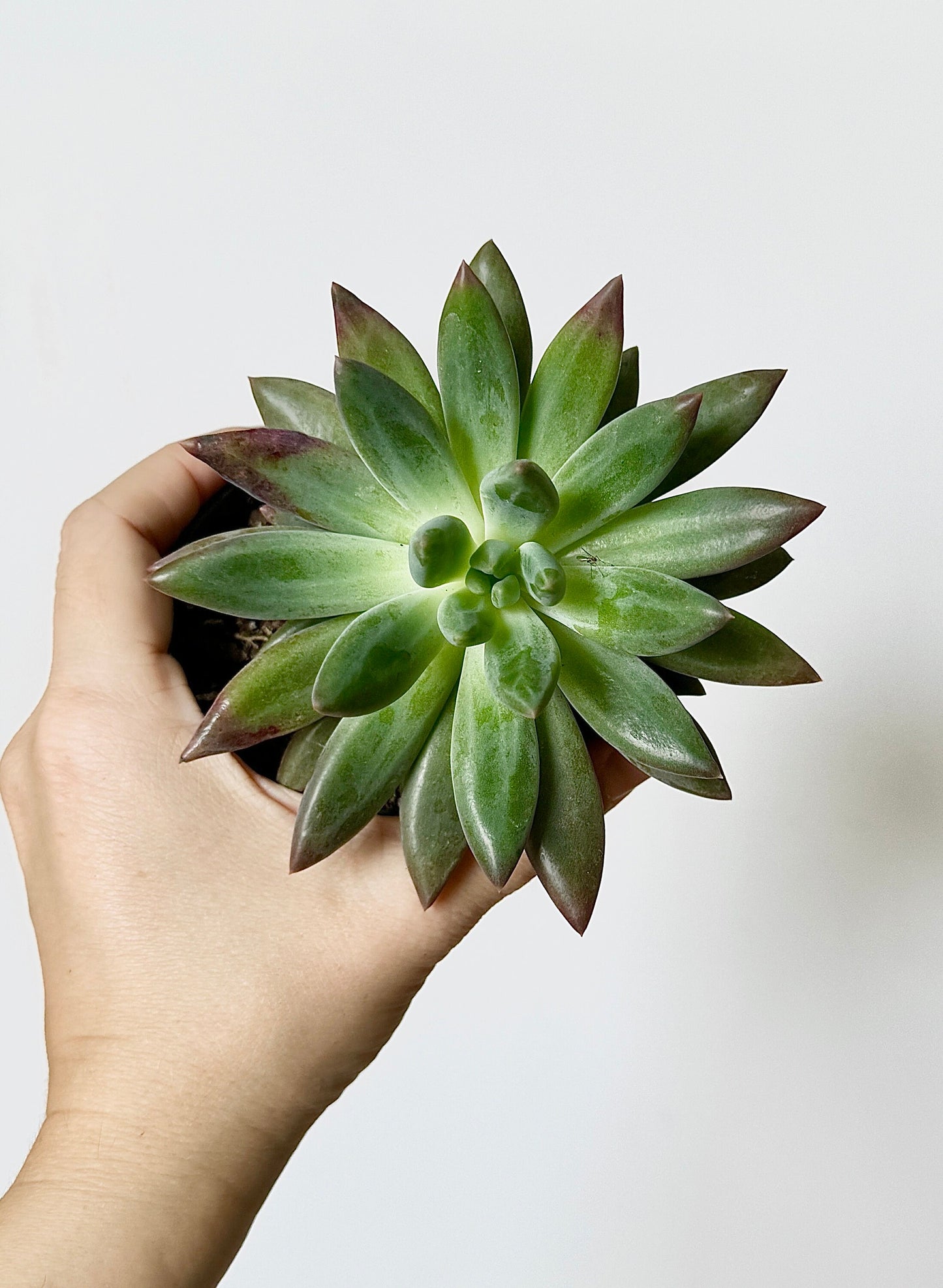 Escheveria Succulent Plant - 3.5β Pot- Lilacina |
