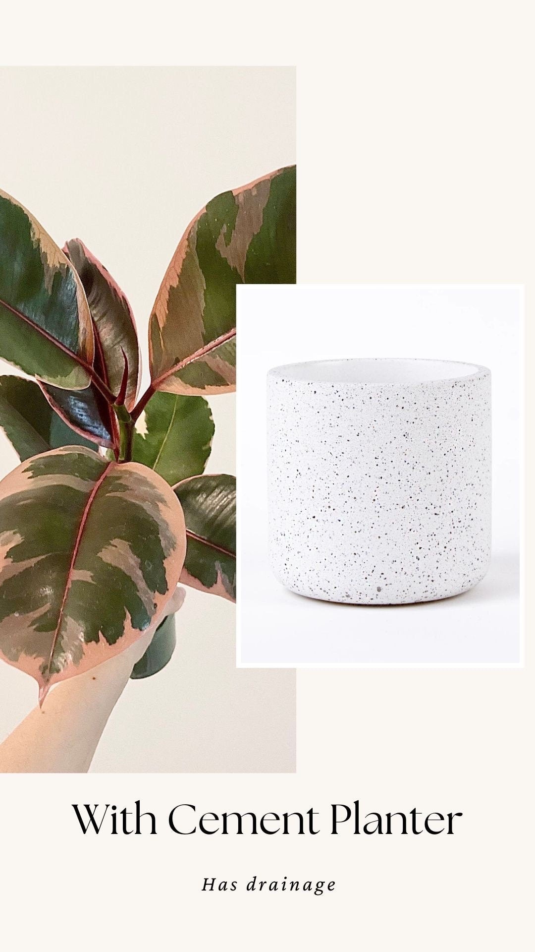 Ficus Elastica Ruby Rubber Tree Plant - 4" Pot