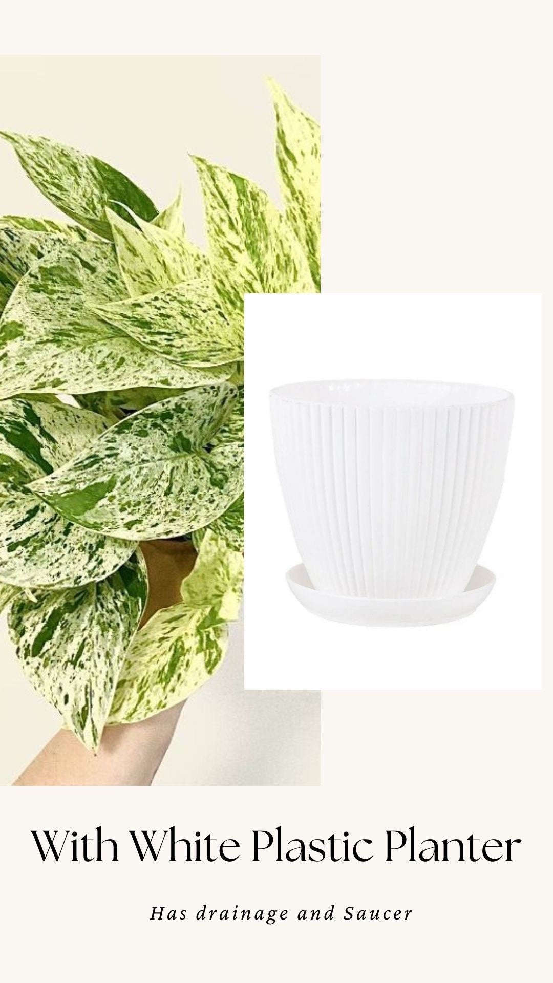 Snow Queen Pothos Plant - 4 inch Pot - Live Plant - optional Decorative Pot