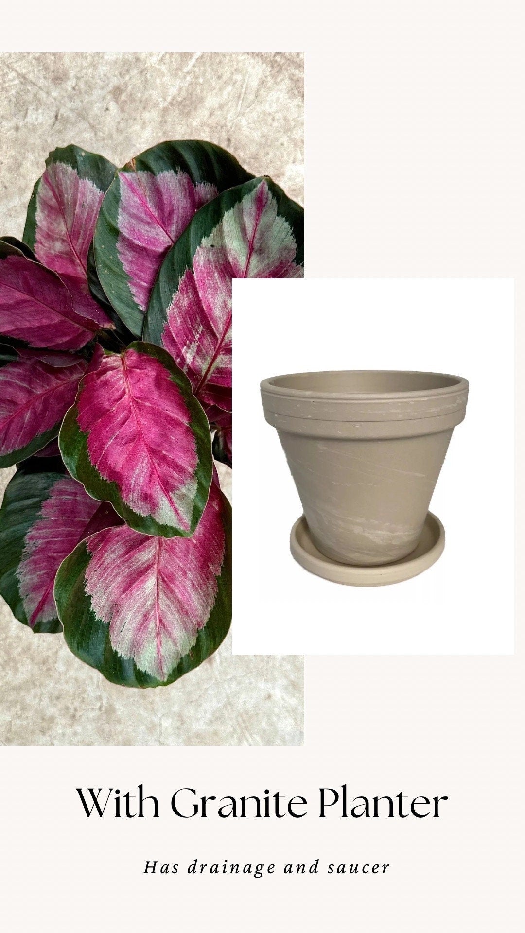 Calathea Roseopicta Rosy Live House Plant - 4β | 6β Pot