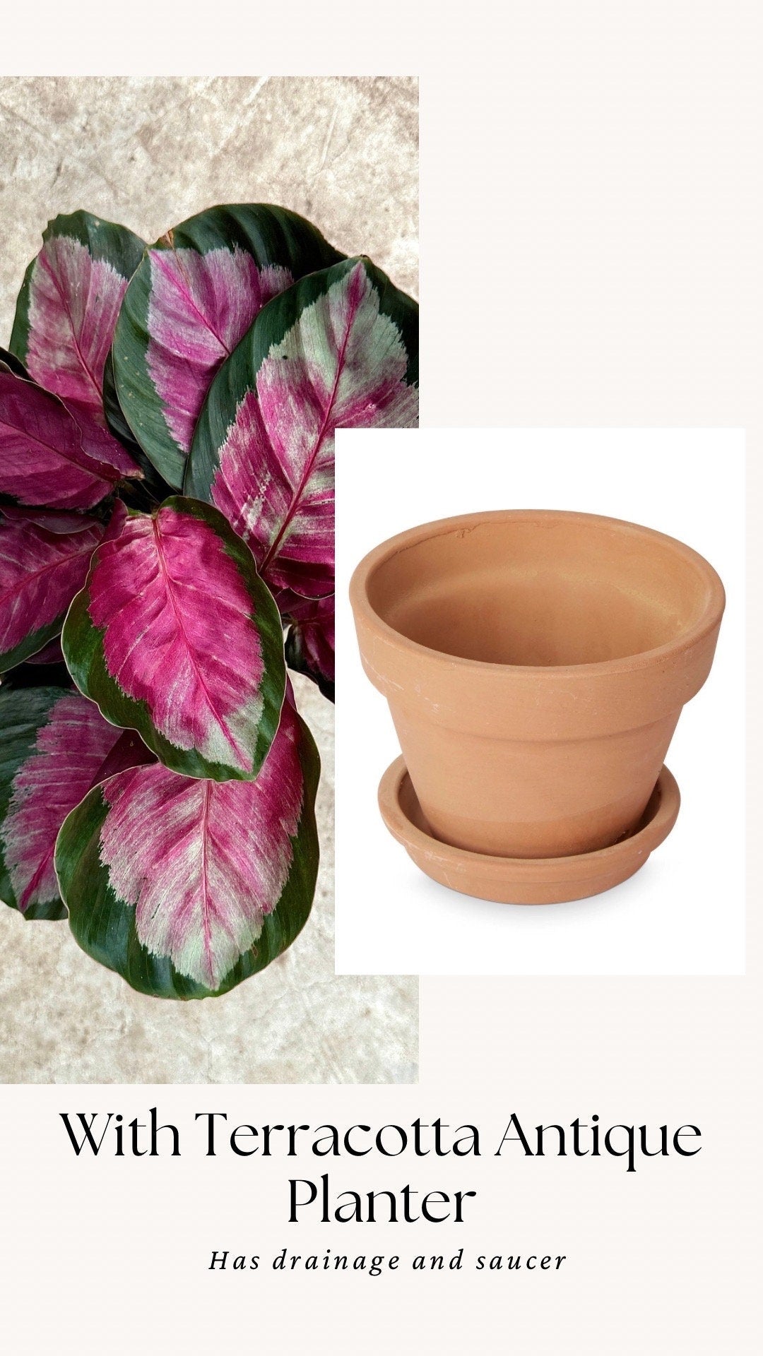 Calathea Roseopicta Rosy Live House Plant - 4β | 6β Pot