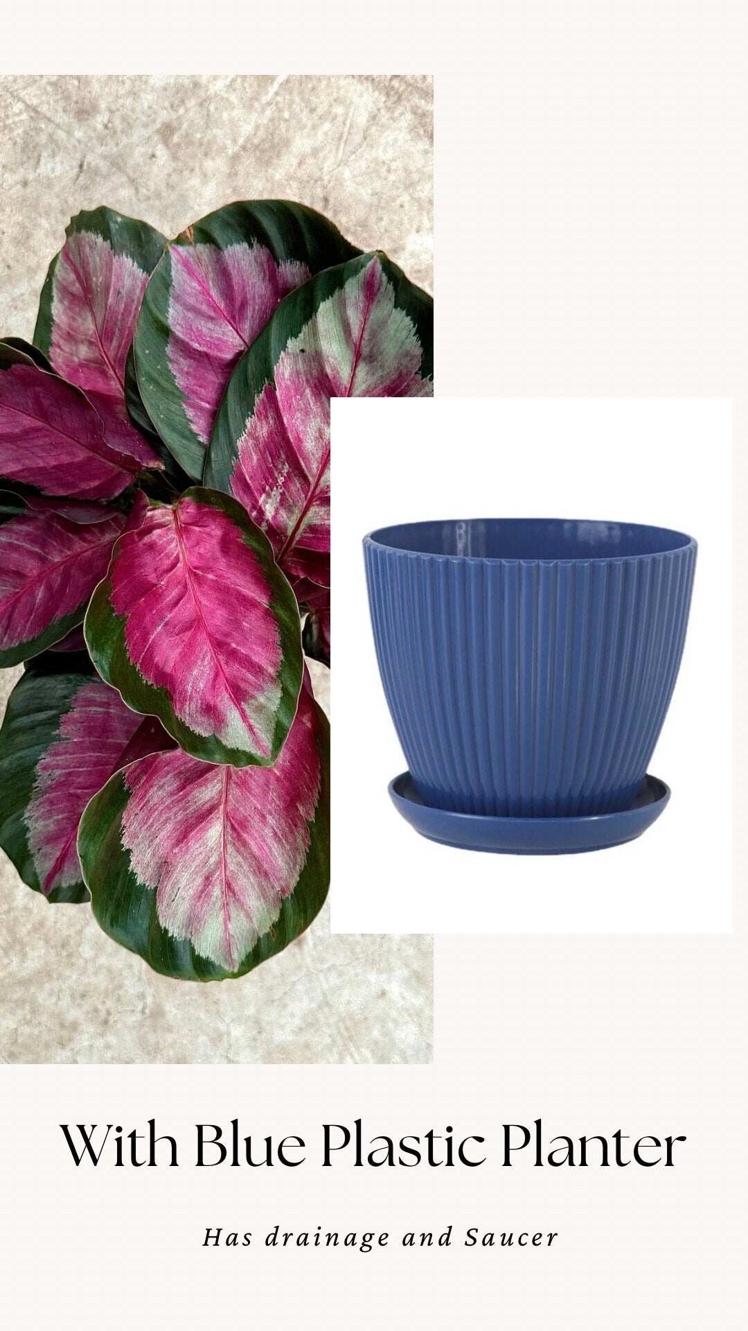 Calathea Roseopicta Rosy Live House Plant - 4β | 6β Pot
