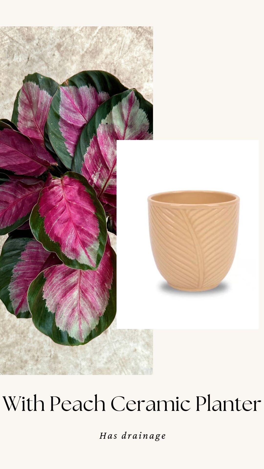 Calathea Roseopicta Rosy Live House Plant - 4β | 6β Pot