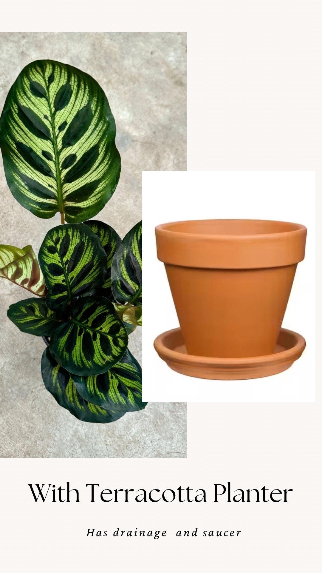 Calathea Makoyana Prayer Plant 4" Pot - Live Indoor Houseplant