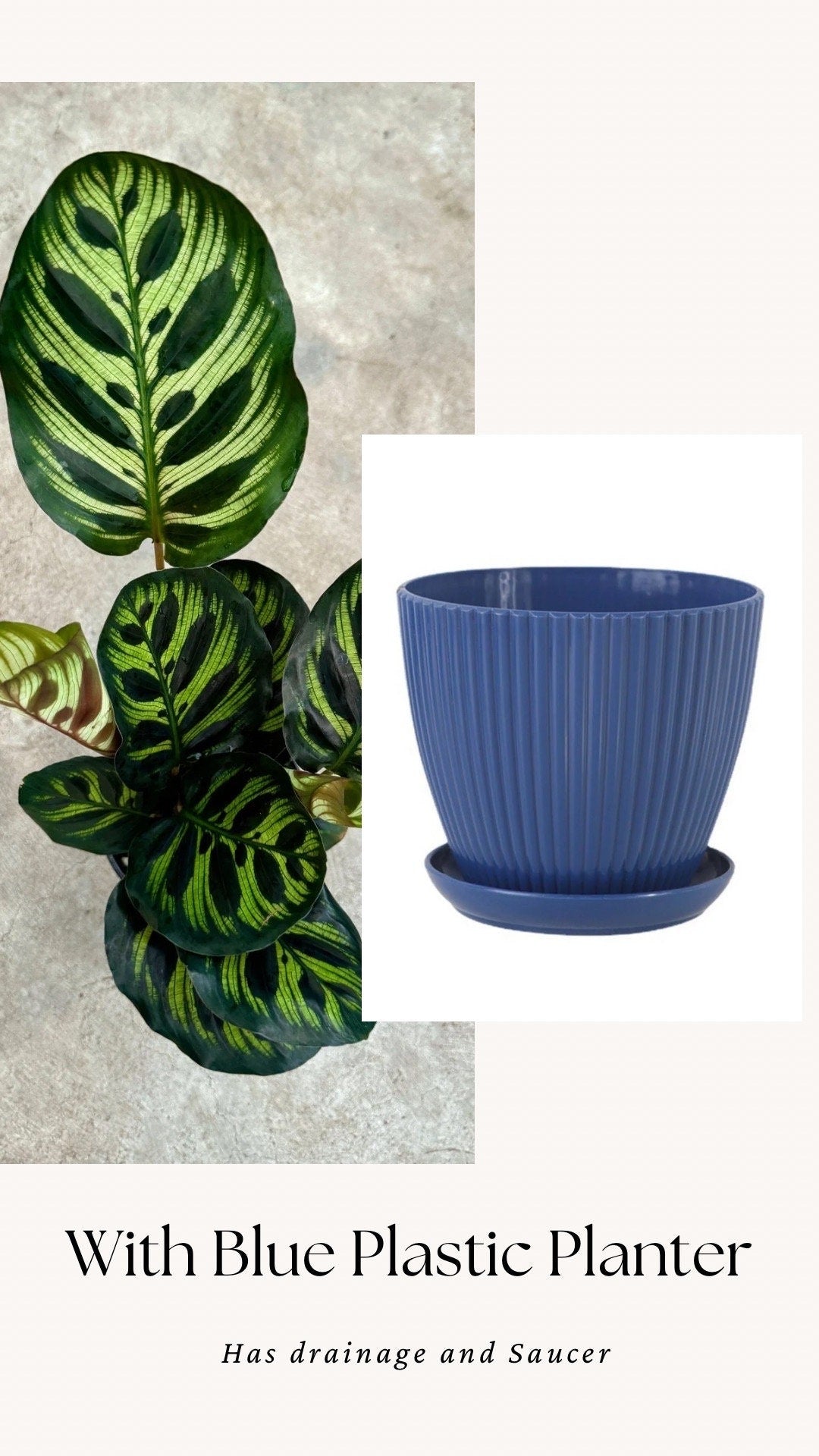 Calathea Makoyana Prayer Plant 4" Pot - Live Indoor Houseplant