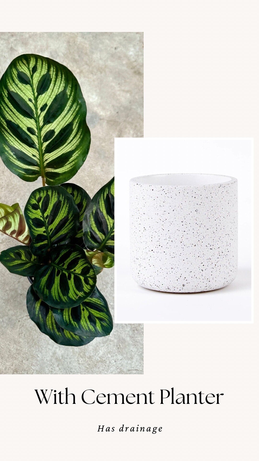 Calathea Makoyana Prayer Plant 4" Pot - Live Indoor Houseplant