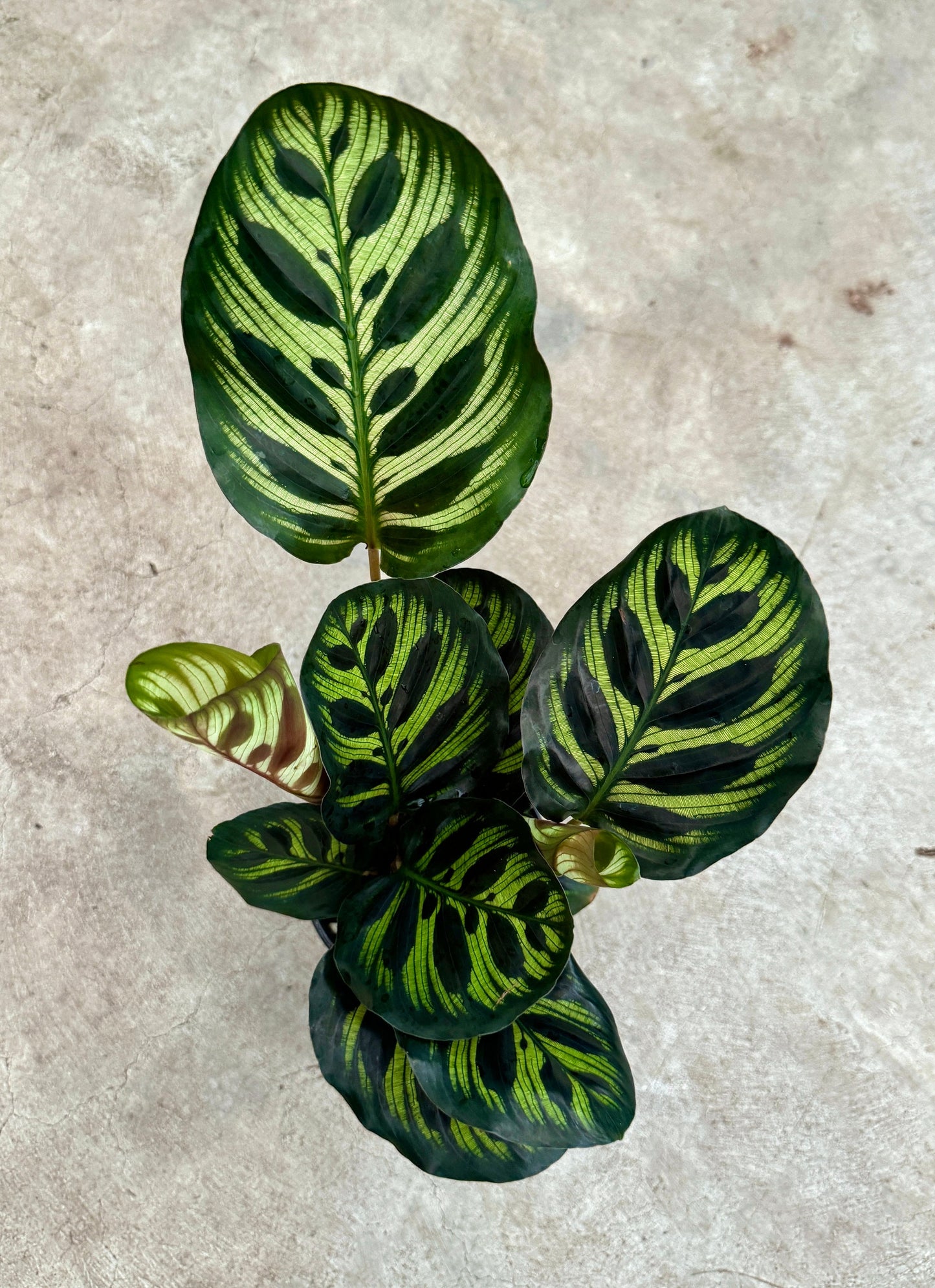 Calathea Makoyana Prayer Plant 4" Pot - Live Indoor Houseplant