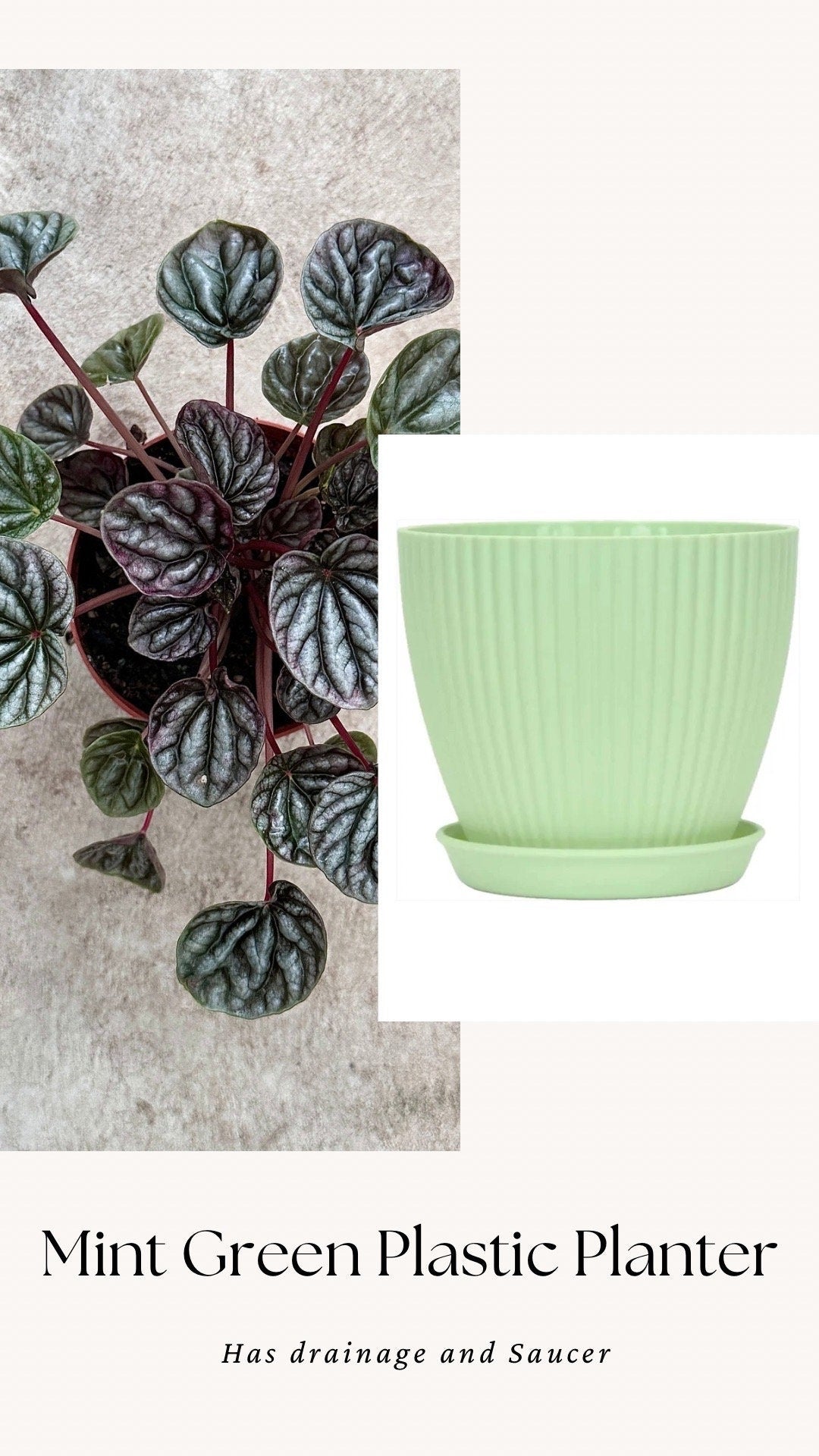 Peperomia Caperata Emerald Ripple - 3.5 inch Pot - Live Plant - optional decorative pot
