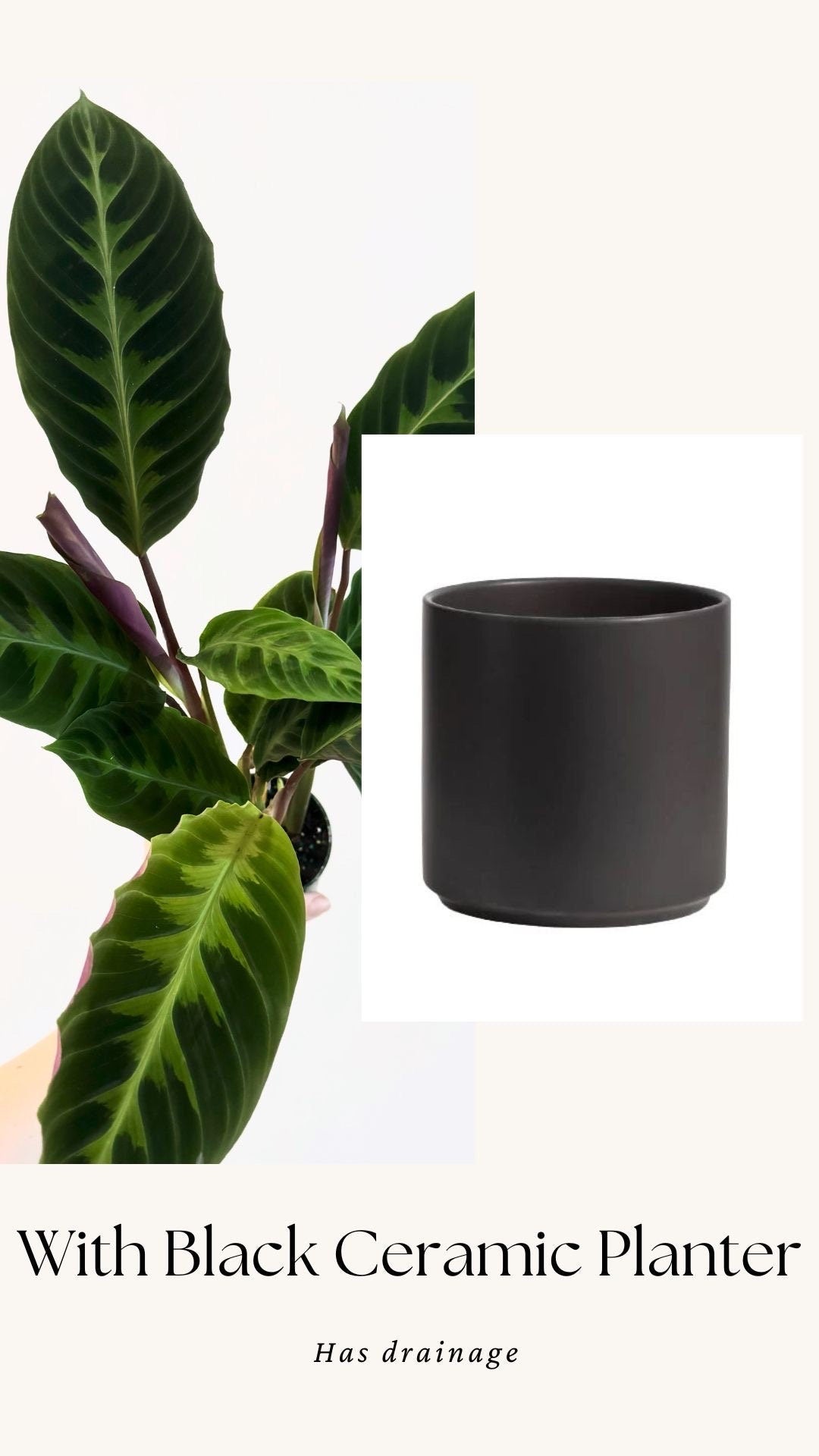 Calathea Warszewiczii "Jungle Velvet" Plant - 4 inch | 6 inch Pot- Indoor plant