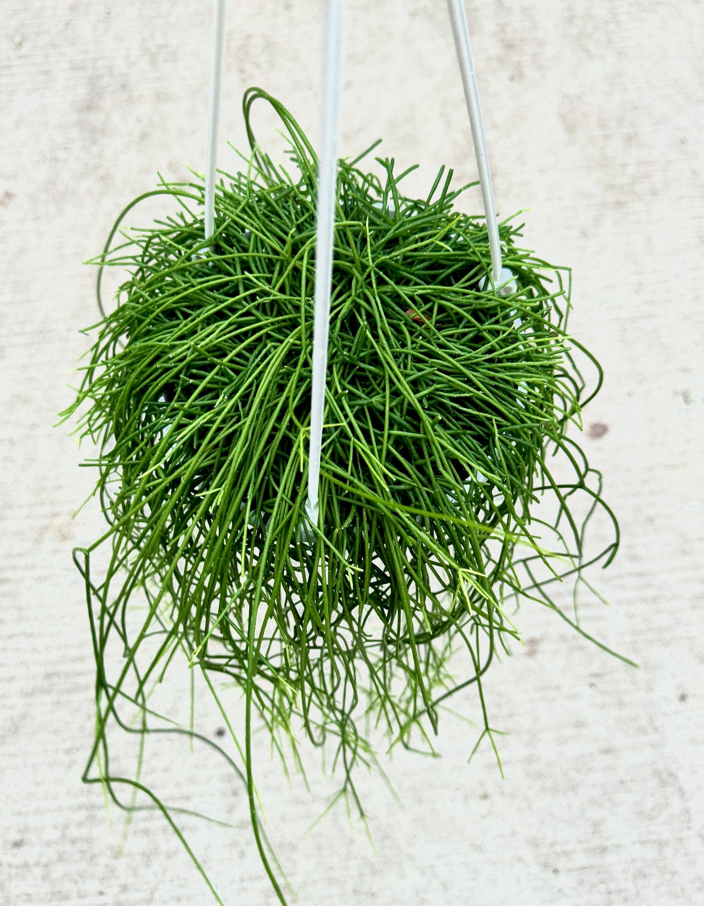 Rhipsalis Burchelli Plant - 6 inch Hanging Basket - optional decorative basket