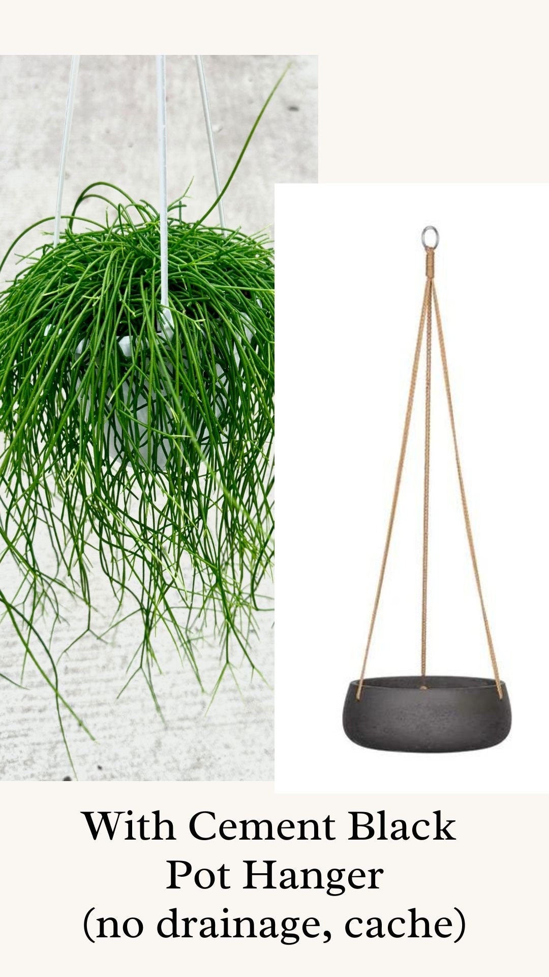 Rhipsalis Burchelli Plant - 6 inch Hanging Basket - optional decorative basket
