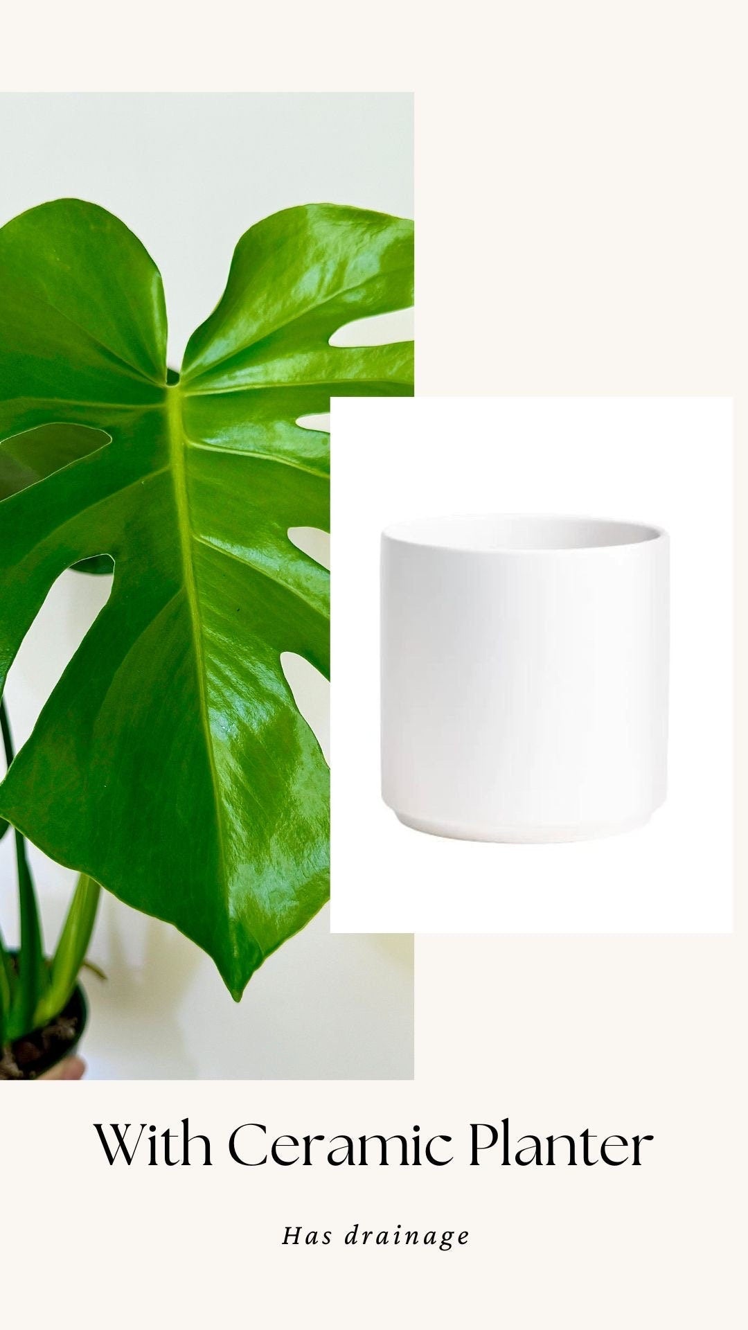 Monstera Deliciousa Plant 4", 6β Pot - Live Indoor Houseplant