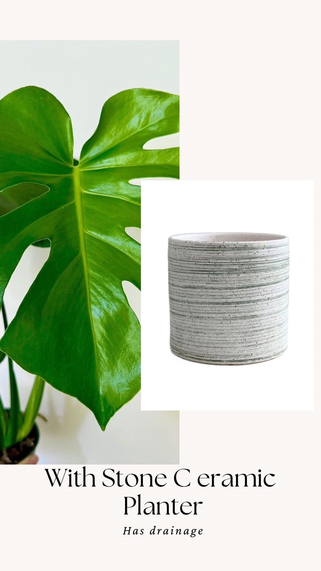 Monstera Deliciousa Plant 4", 6β Pot - Live Indoor Houseplant
