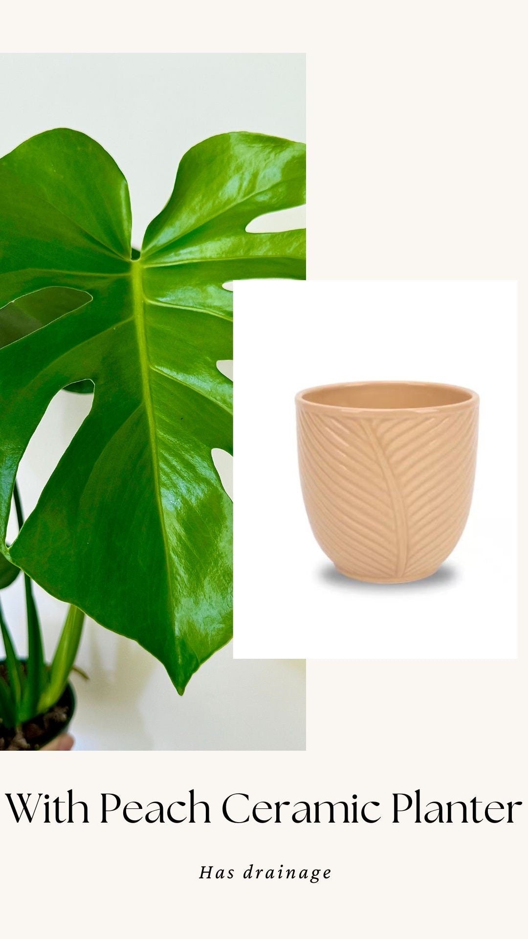 Monstera Deliciousa Plant 4", 6β Pot - Live Indoor Houseplant