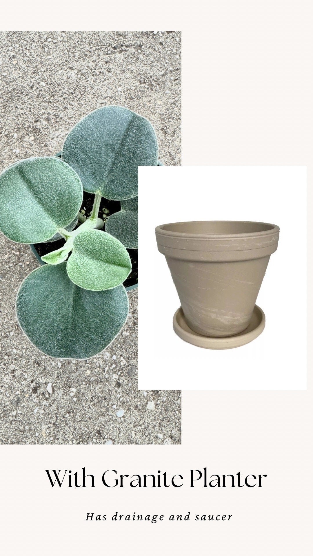 Peperomia sp. Icana Plant - 4 inch Pot - Live Plant - optional decorative pot