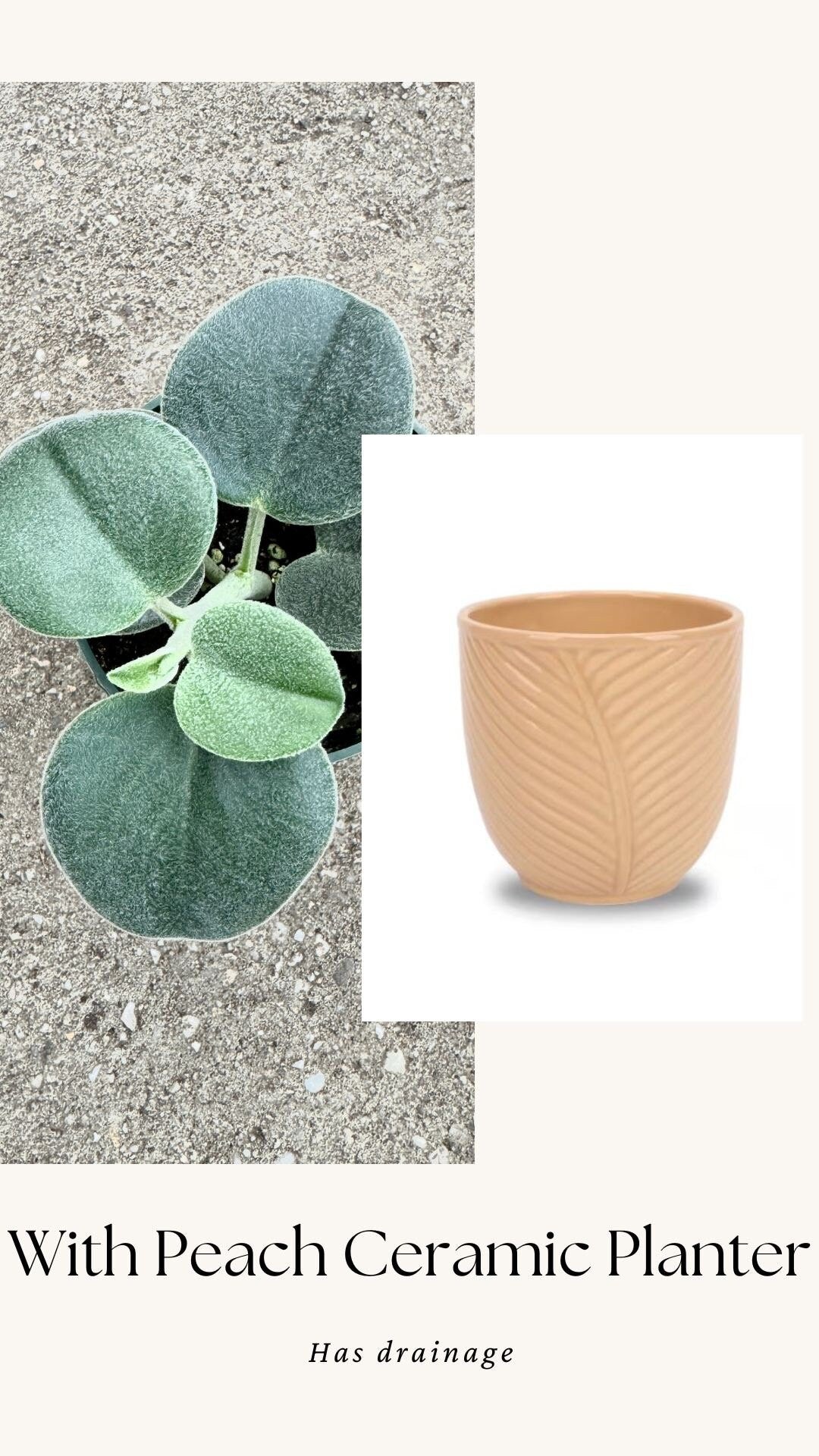 Peperomia sp. Icana Plant - 4 inch Pot - Live Plant - optional decorative pot