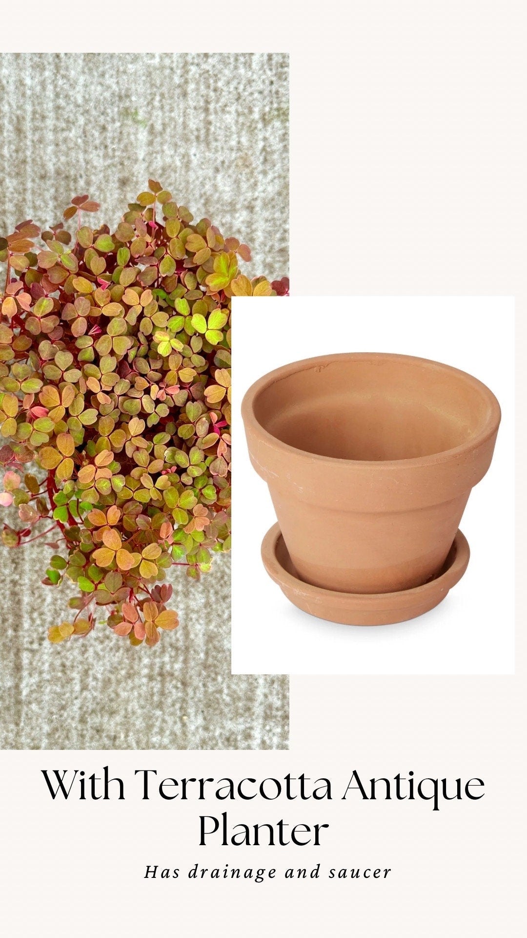 Oxalis Spiralis Aurea Golden Plant - 4 inch Pot - Live Plant - optional decorative pot