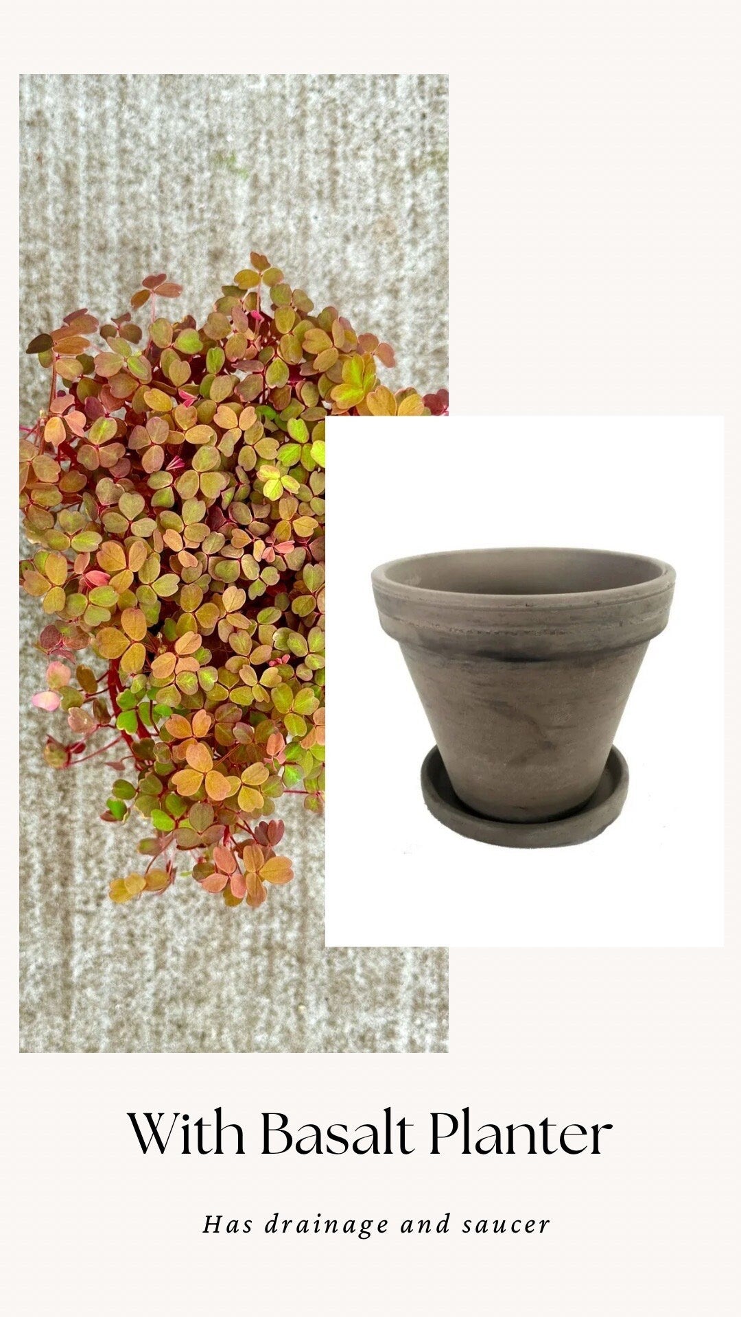 Oxalis Spiralis Aurea Golden Plant - 4 inch Pot - Live Plant - optional decorative pot