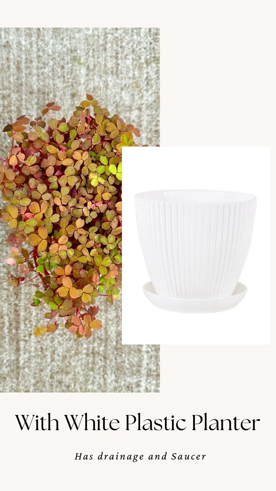 Oxalis Spiralis Aurea Golden Plant - 4 inch Pot - Live Plant - optional decorative pot