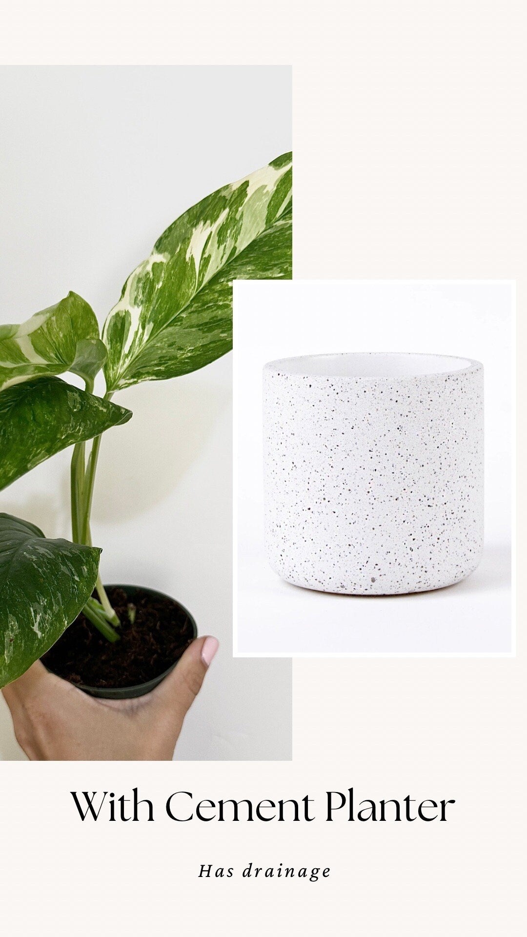Monstera Lechleriana Variegated Plant - Rare Monstera - - 4 inch Pot - Live Plant - optional decorative pot