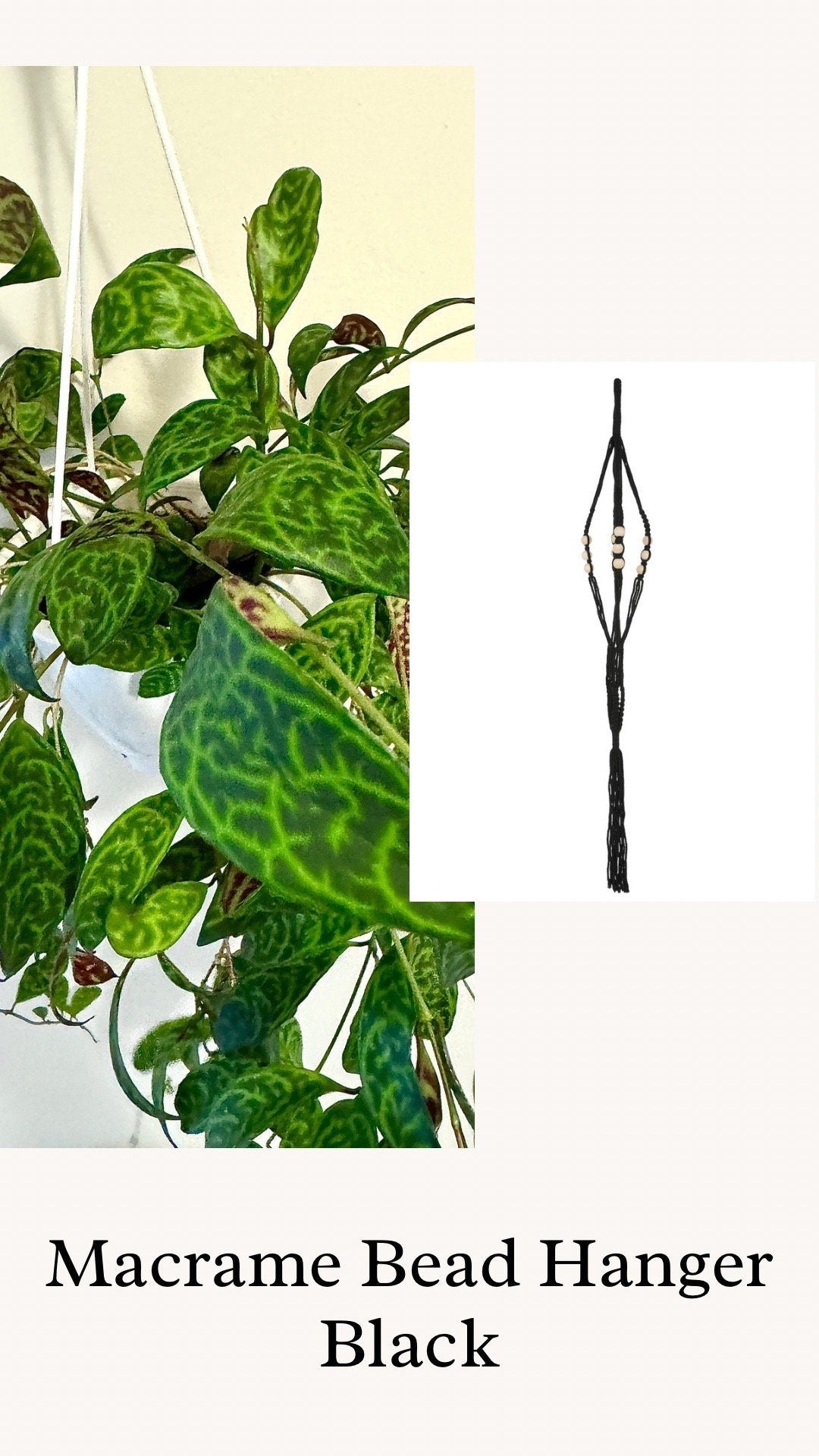 Lipstick Plant Black Pagoda (Aeschynanthus longicaulis) 4.5 inch Hanging pot - Live Plant - optional decorative hanger