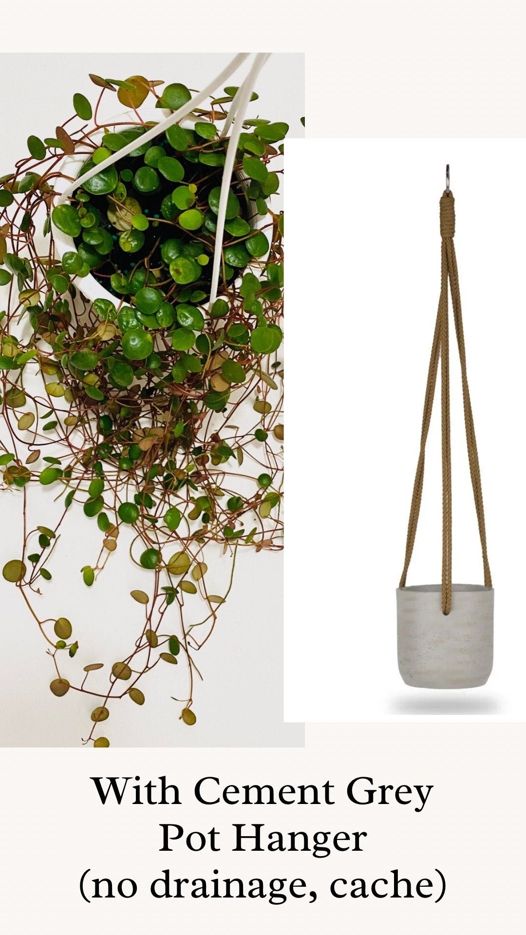 Peperomia Ruby Cascade - Live Plant - 4.5 inch Hanging Pot