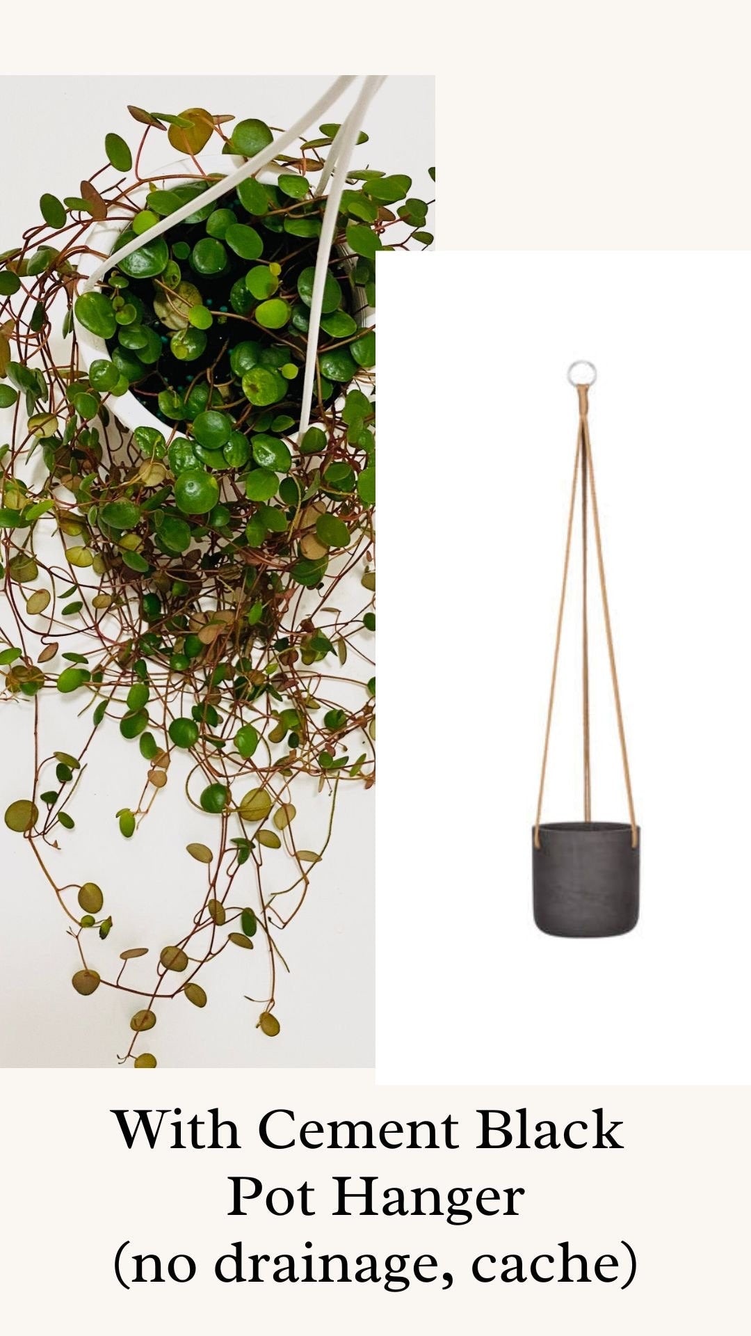 Peperomia Ruby Cascade - Live Plant - 4.5 inch Hanging Pot