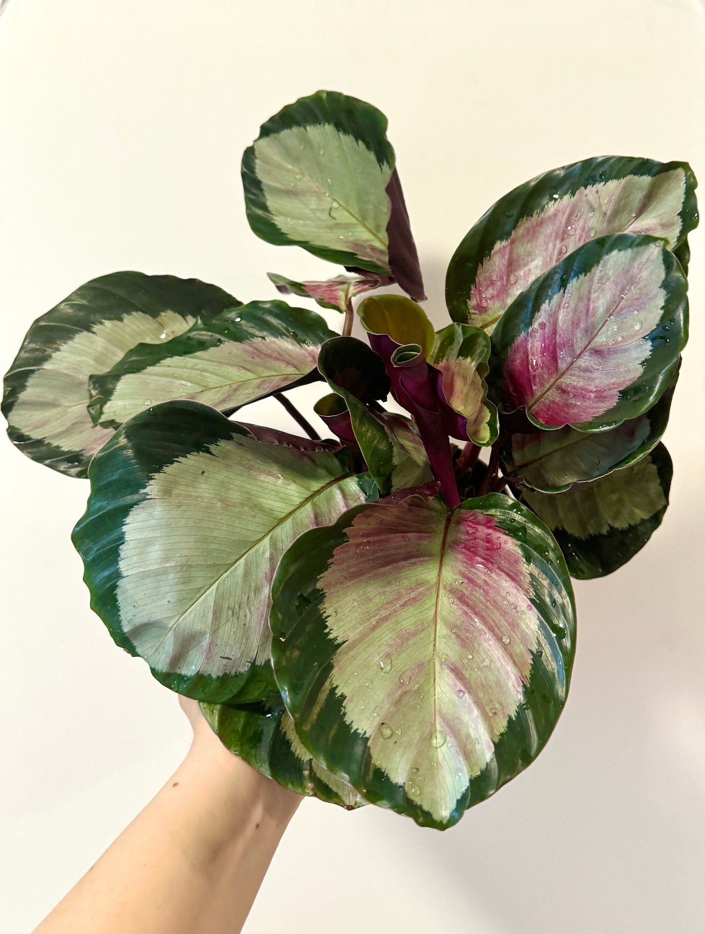 Calathea Roseopicta Rosy Live House Plant - 4β | 6β Pot
