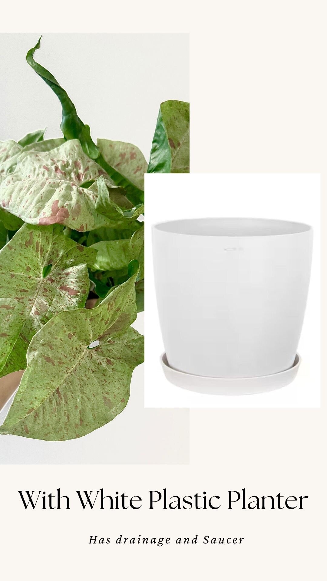 Syngonium Milk Confetti Plant - 4β, 6" Pot - Live Plant