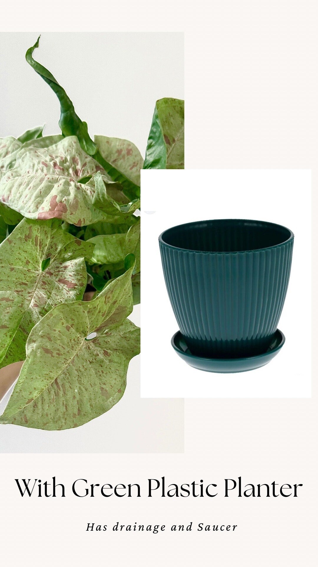Syngonium Milk Confetti Plant - 4β, 6" Pot - Live Plant