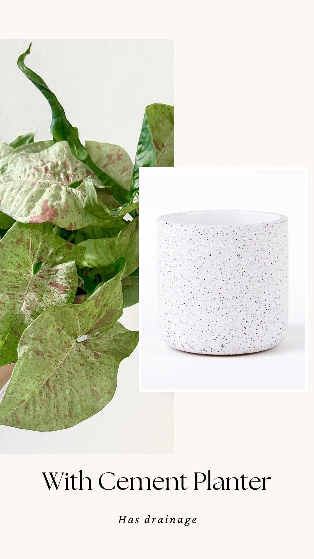 Syngonium Milk Confetti Plant - 4β, 6" Pot - Live Plant