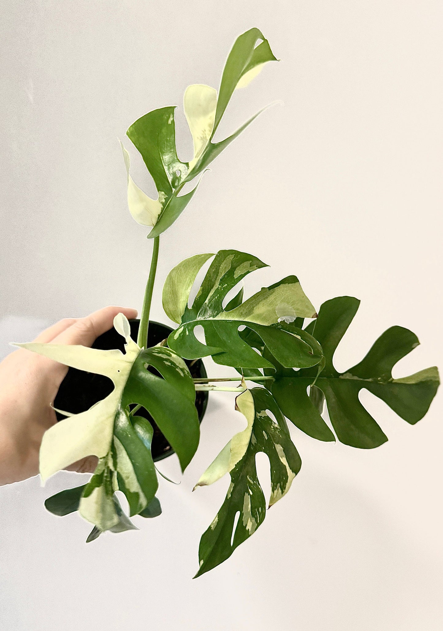 Rhaphiadora Tetrasperma Albo RARE Plant I Mini Monstera 4 inch - Full Rooted Established Plant