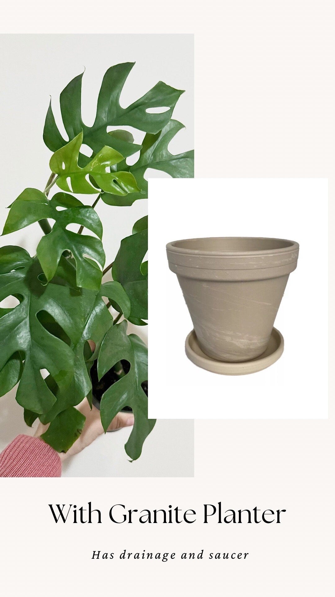 Rhaphiadora Tetrasperma Plant I Mini Monstera 4 inch - Full Rooted Established Plant