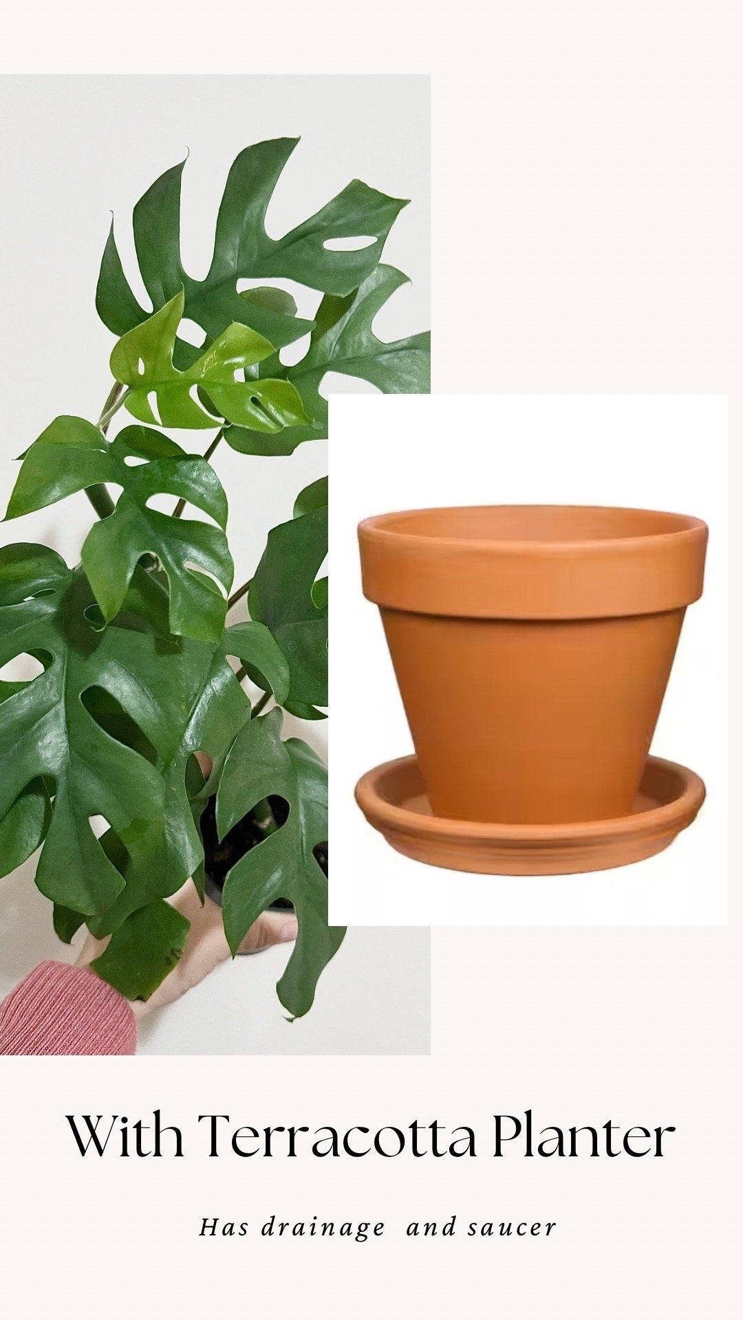 Rhaphiadora Tetrasperma Plant I Mini Monstera 4 inch - Full Rooted Established Plant