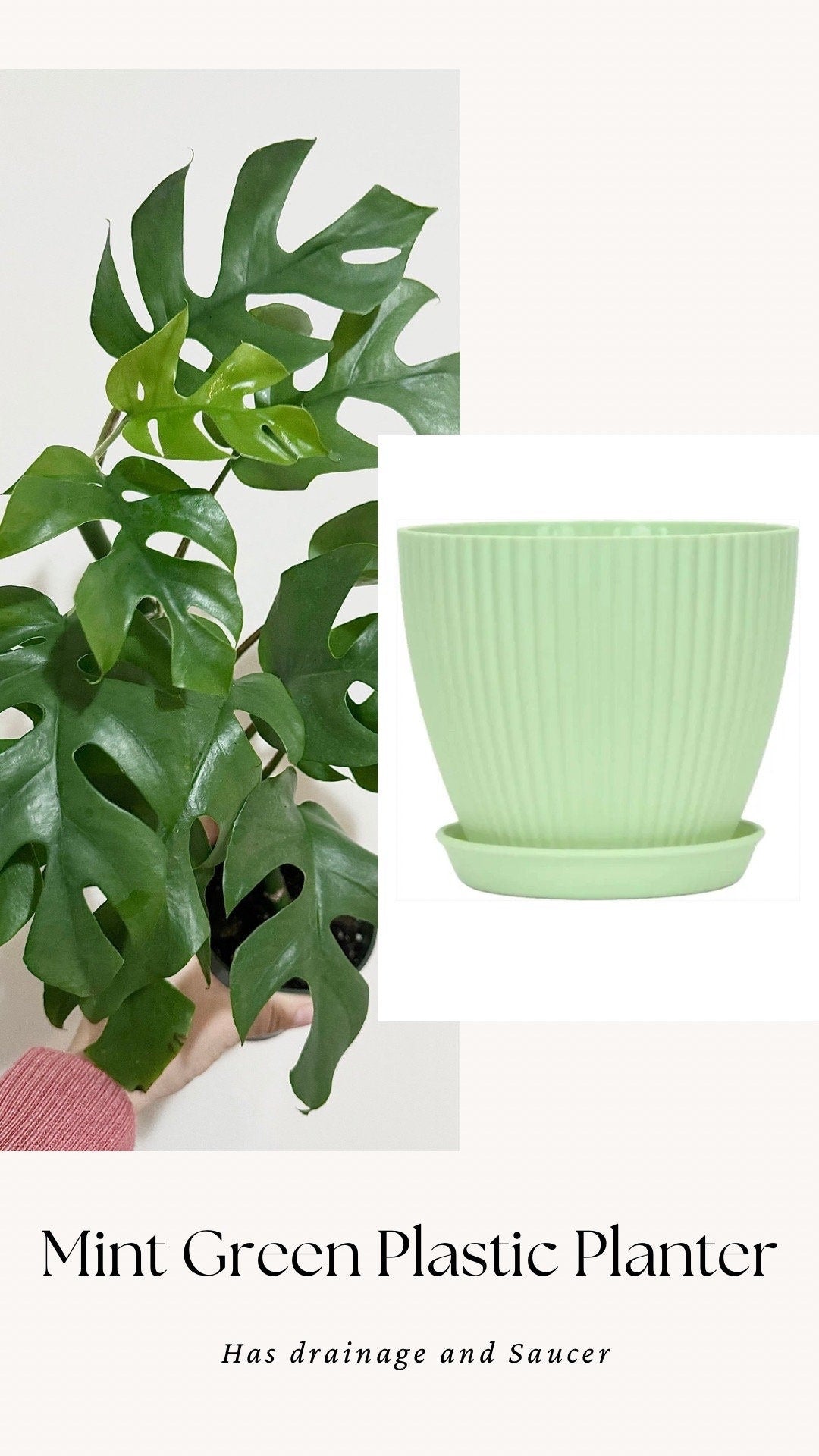 Rhaphiadora Tetrasperma Plant I Mini Monstera 4 inch - Full Rooted Established Plant