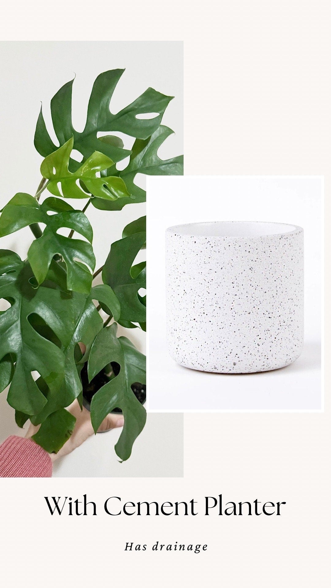 Rhaphiadora Tetrasperma Plant I Mini Monstera 4 inch - Full Rooted Established Plant